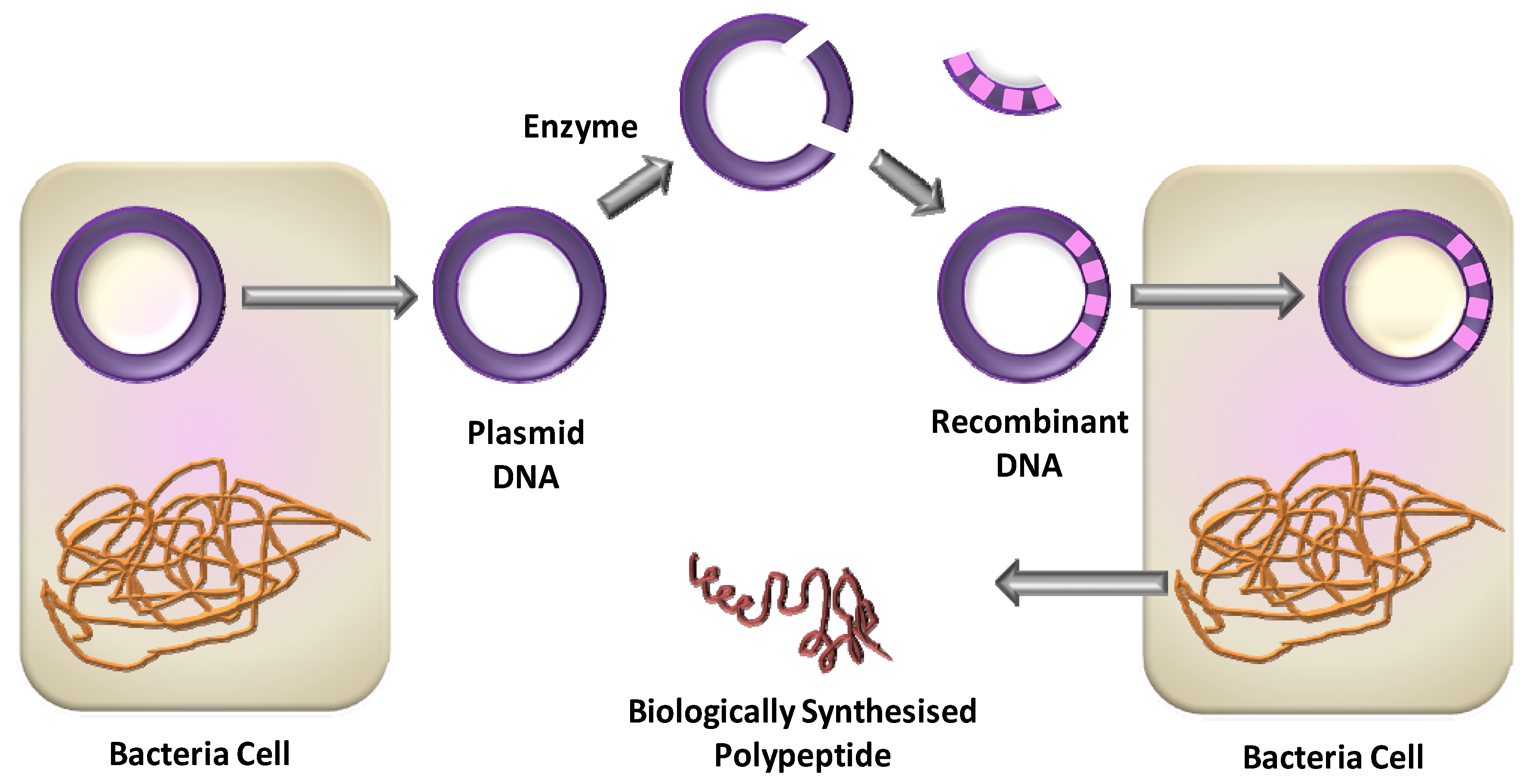 Методы введения плазмид. Схема получения рекомбинантных белков. Метод рекомбинантных плазмид схема. Технология рекомбинантных ДНК. Получение рекомбинантной ДНК.