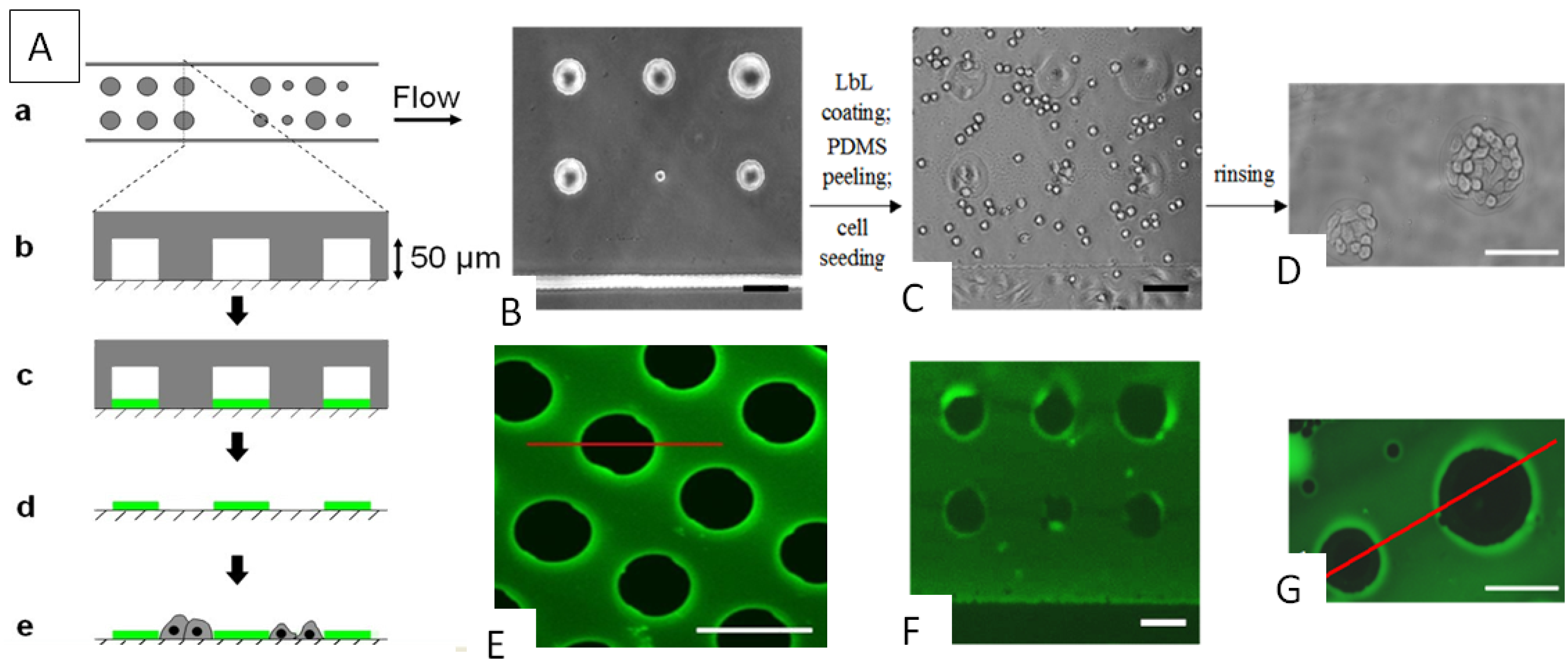 Polymers 06 01502 g006