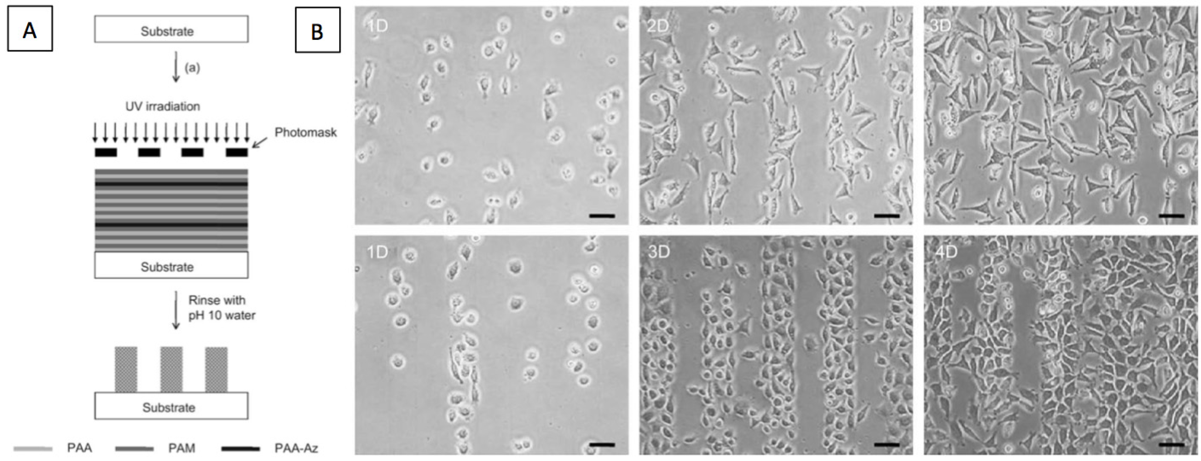Polymers 06 01502 g007