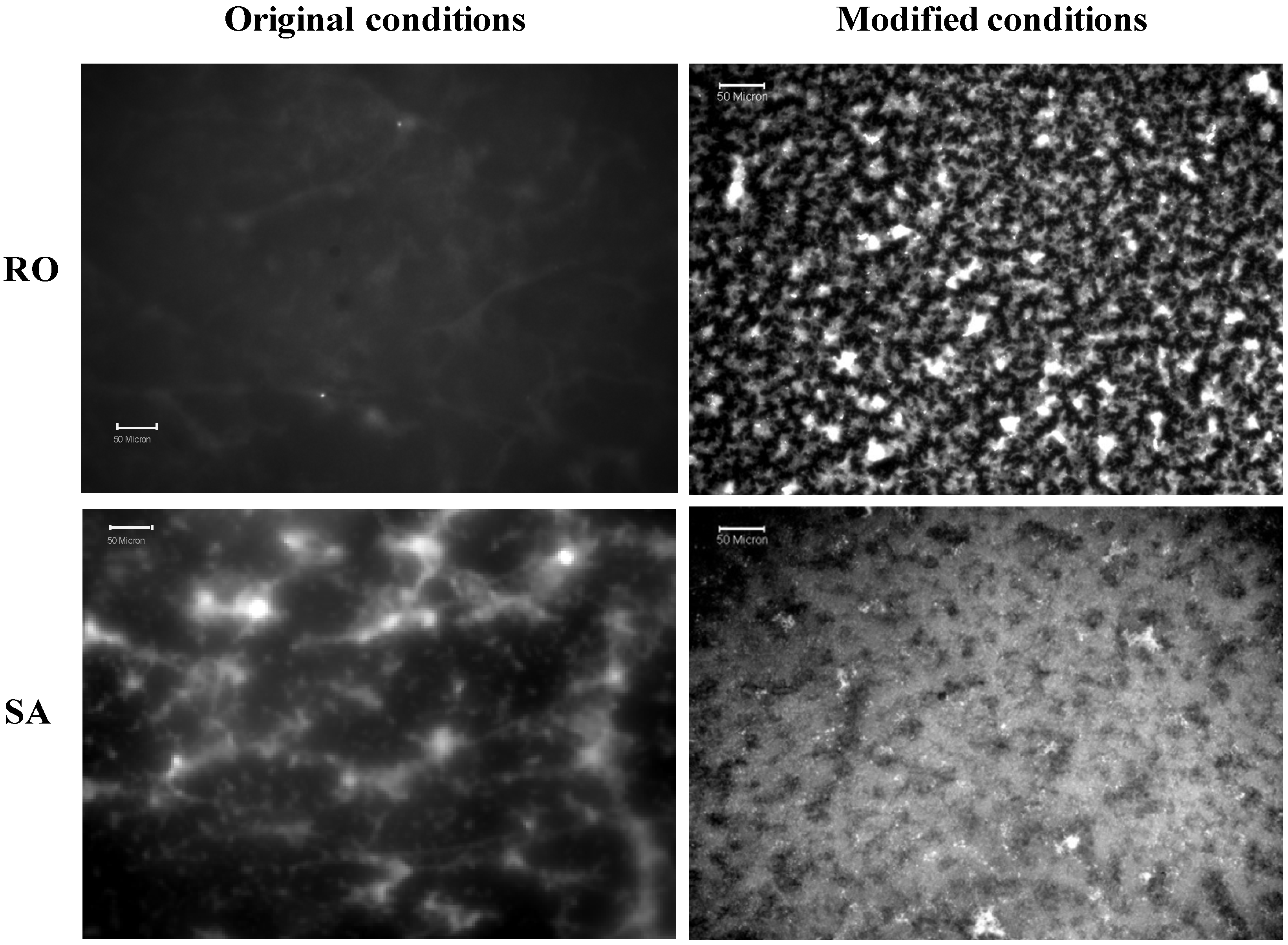 Polymers 06 01631 g005 1024