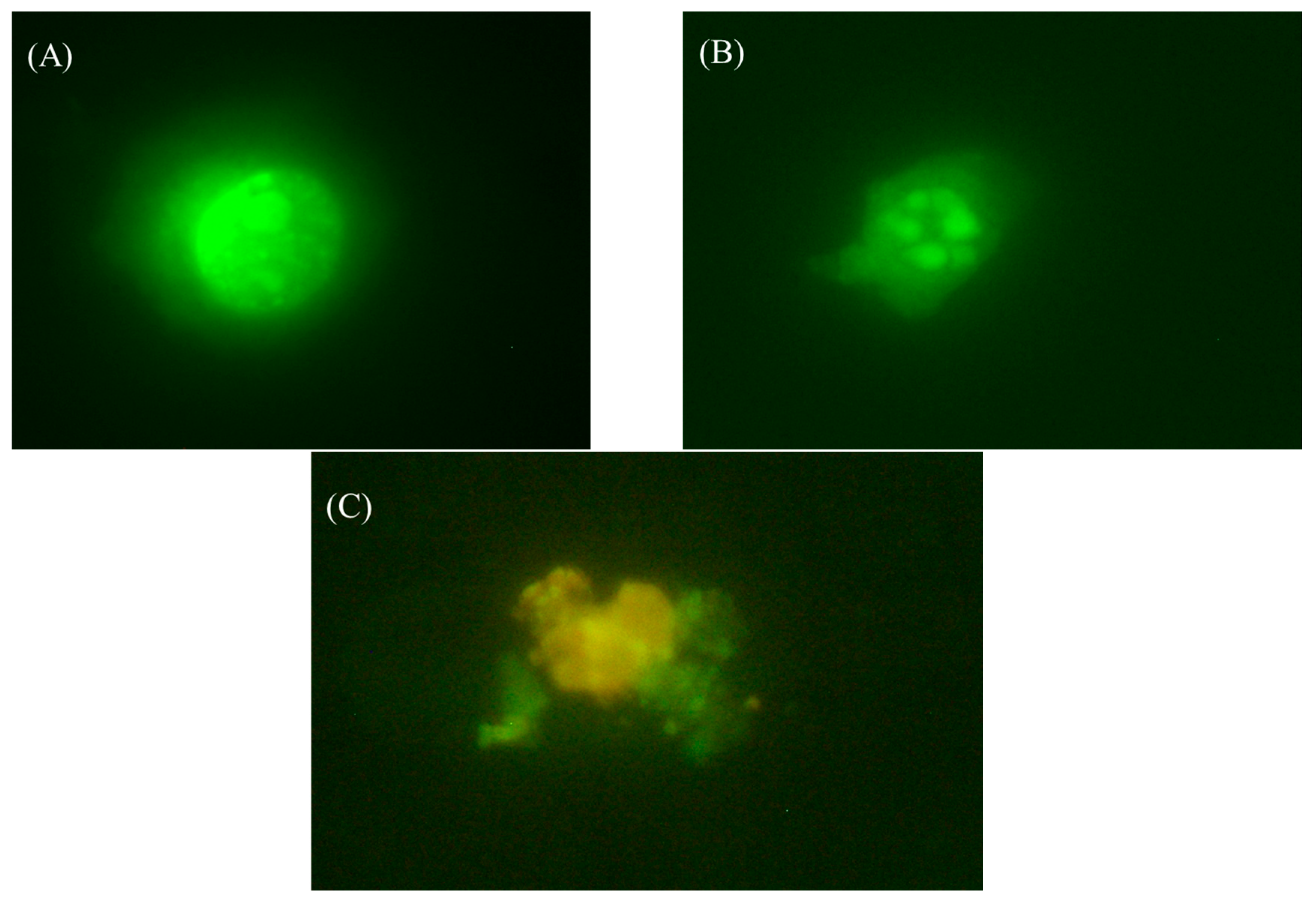 Polymers 07 01510 g010