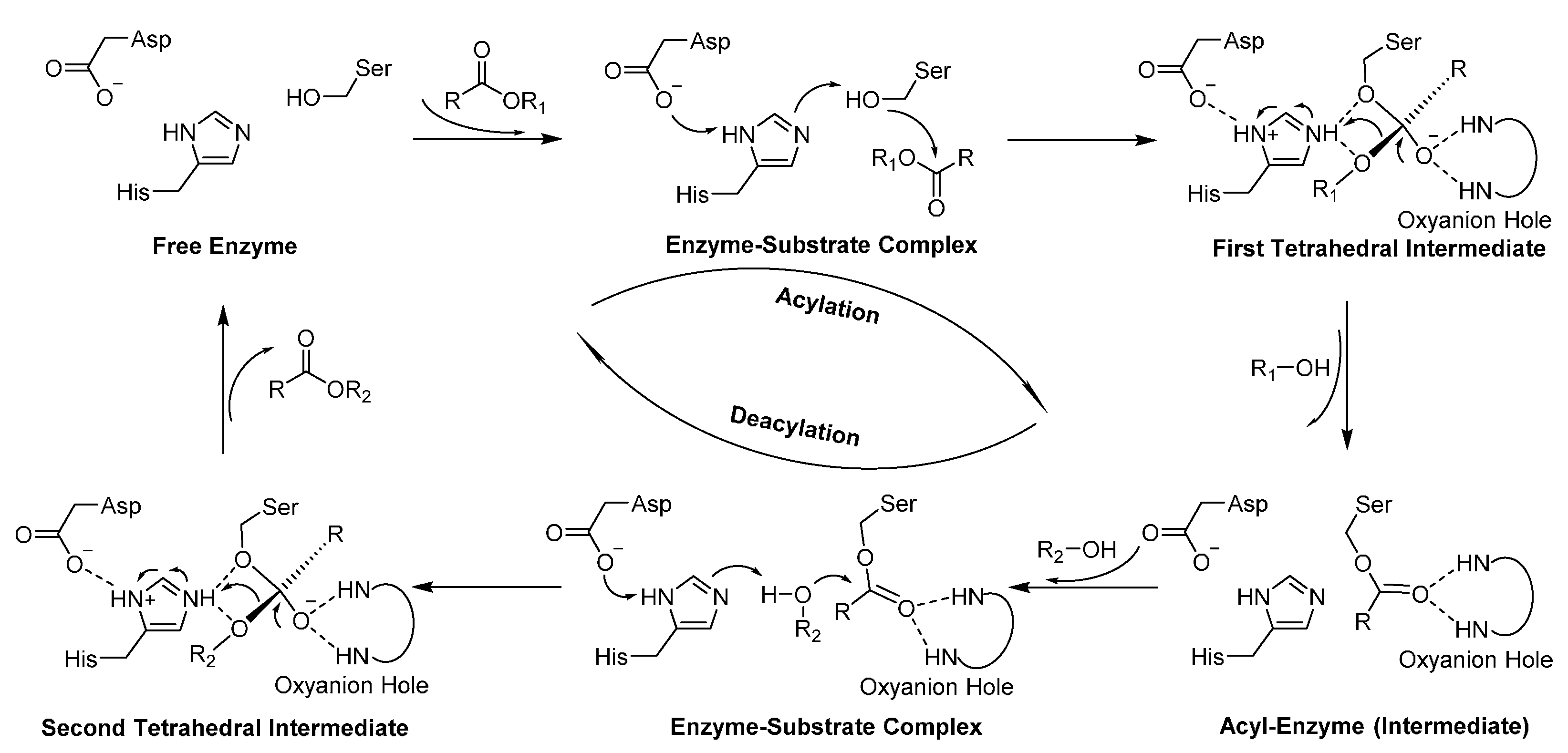 Polymers 08 00243 sch010