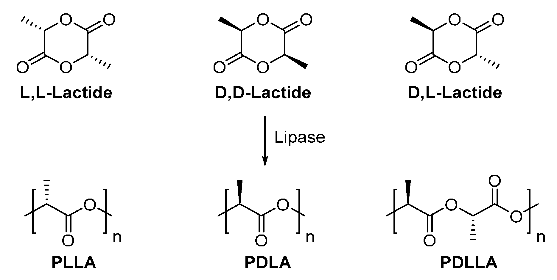 Polymers  Free Full-Text  Enzymatic Synthesis of 