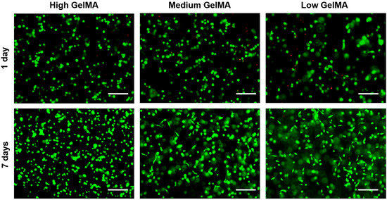 3D Culture of Chondrocytes in Gelatin Hydrogels with Different Stiffness