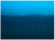 Polymers 09 00009 i003