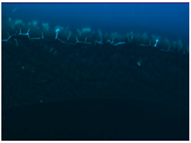 Polymers 09 00009 i012