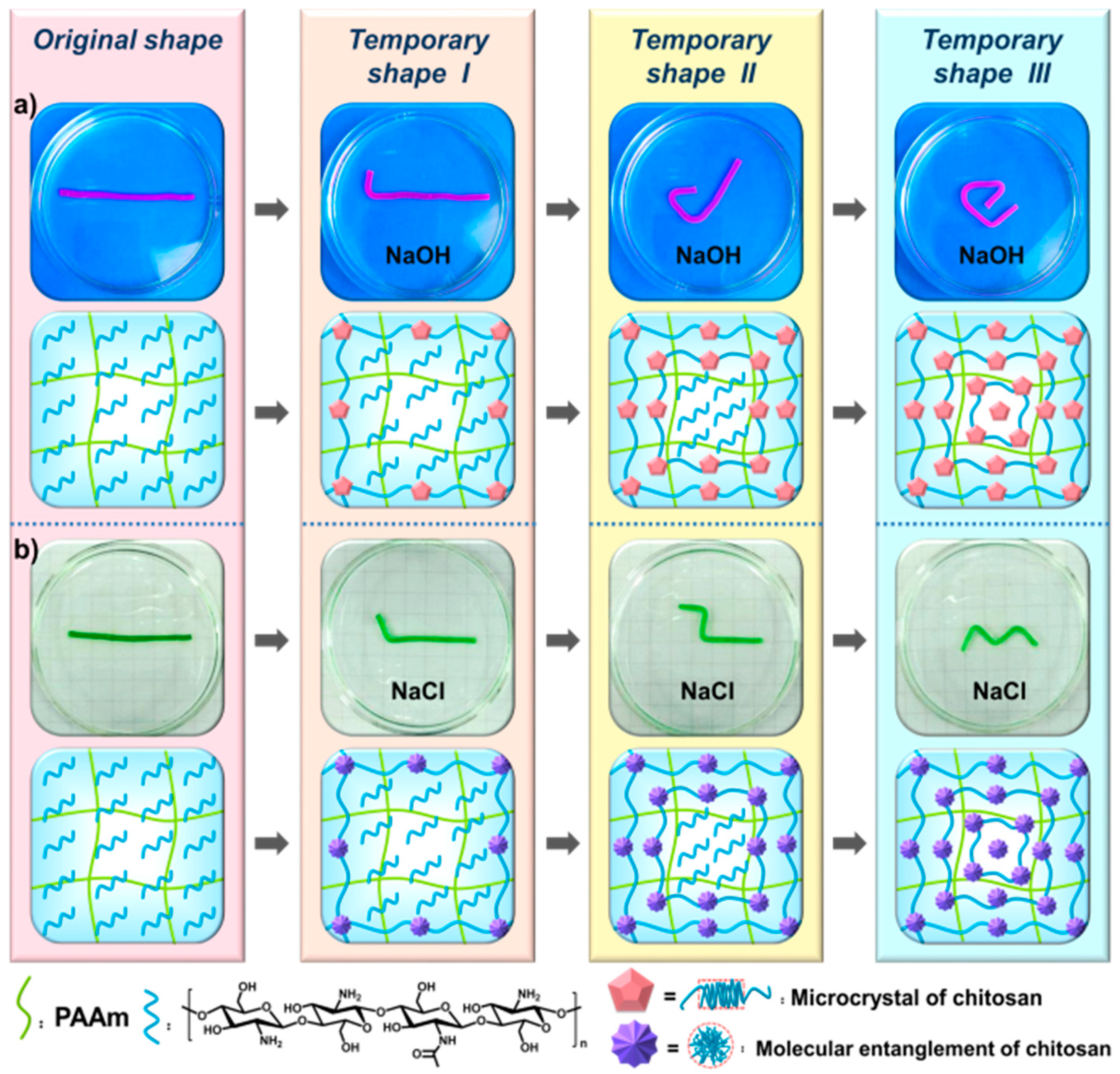 Polymers Free FullText A Multiple Shape Memory Hydrogel Induced by