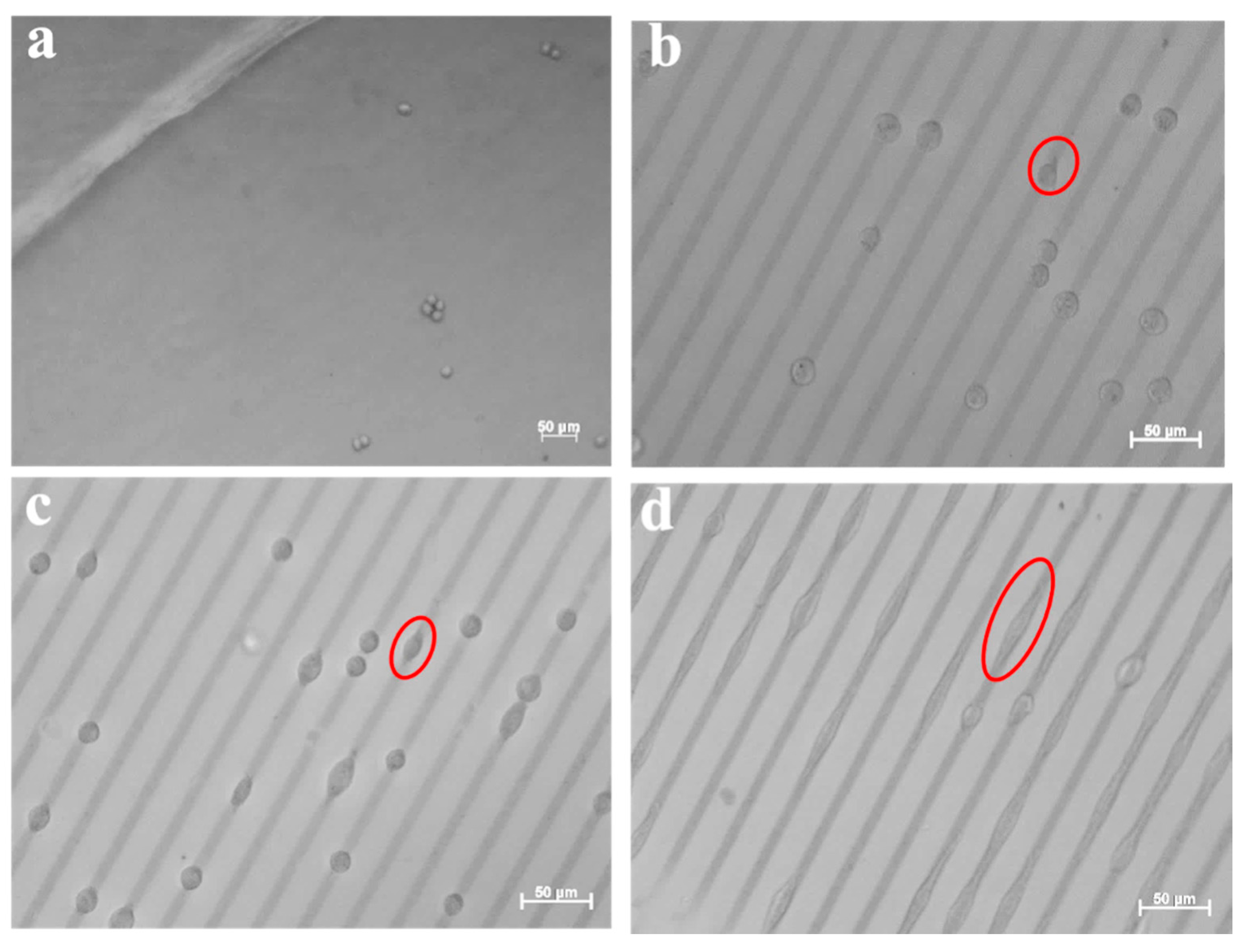 Polymers 09 00154 g009