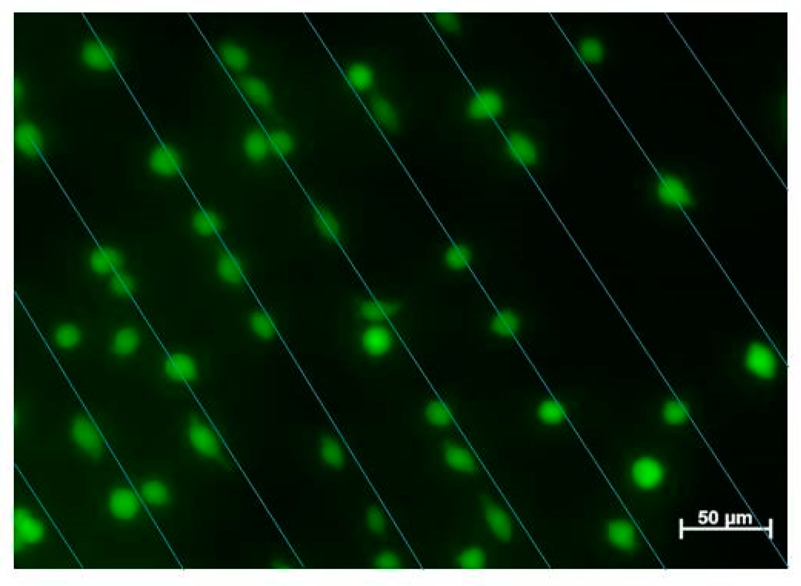 Polymers 09 00154 g011
