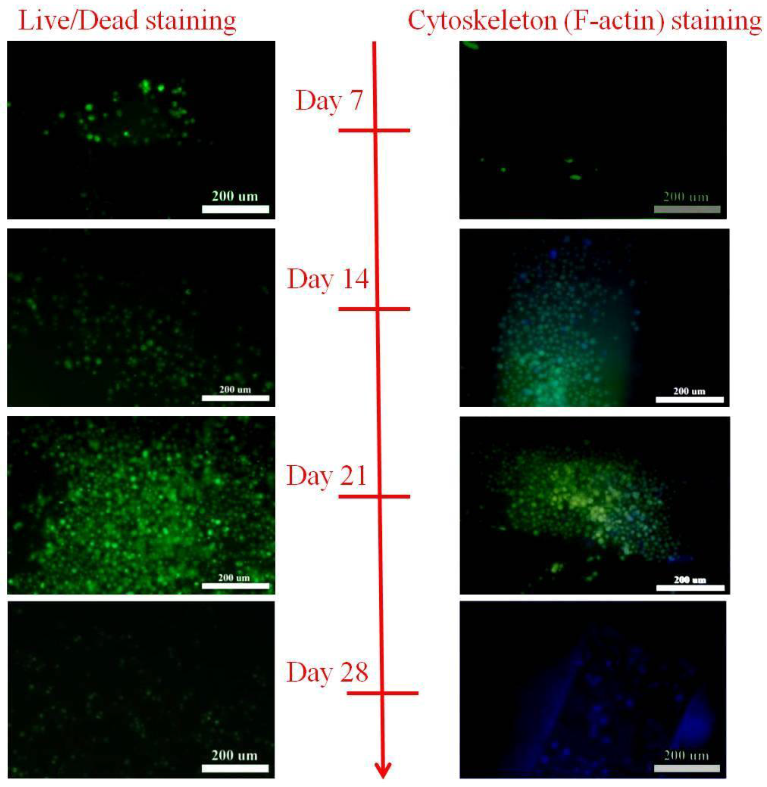 Polymers 09 00182 g009