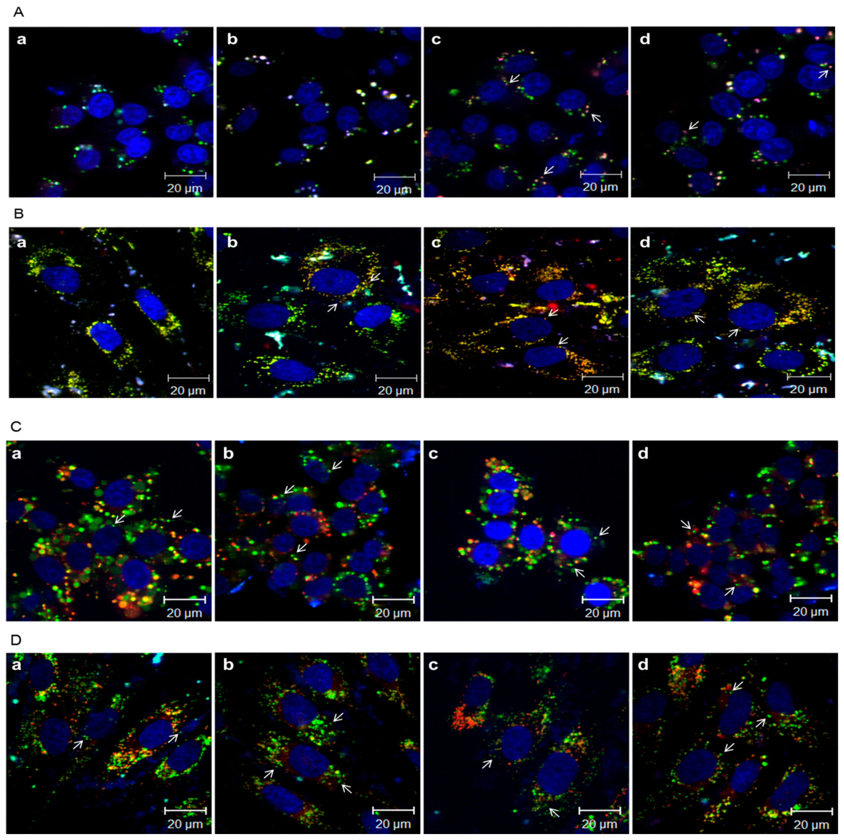 Polymers 09 00197 g006 550