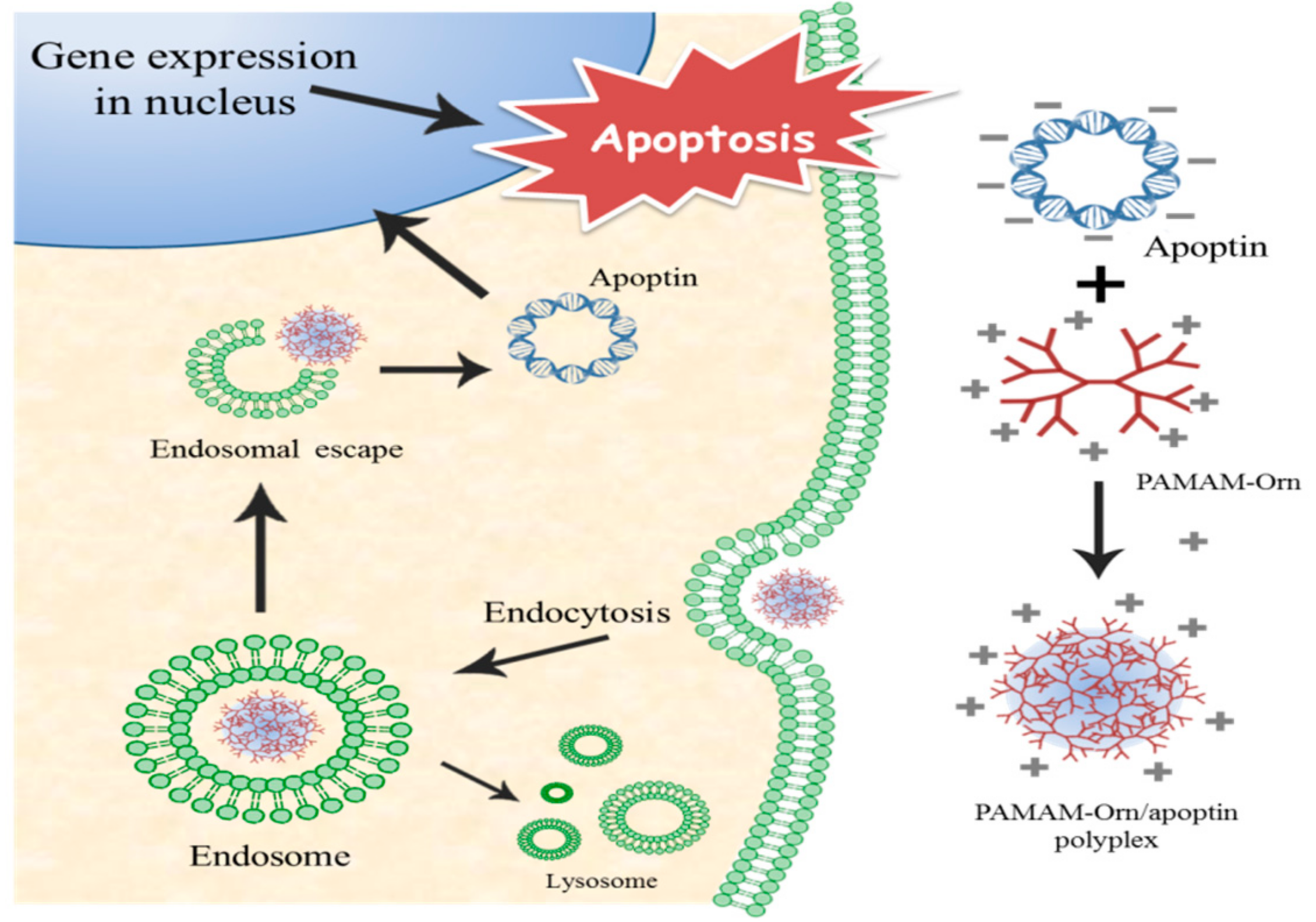 Polymers 09 00197 sch001 550