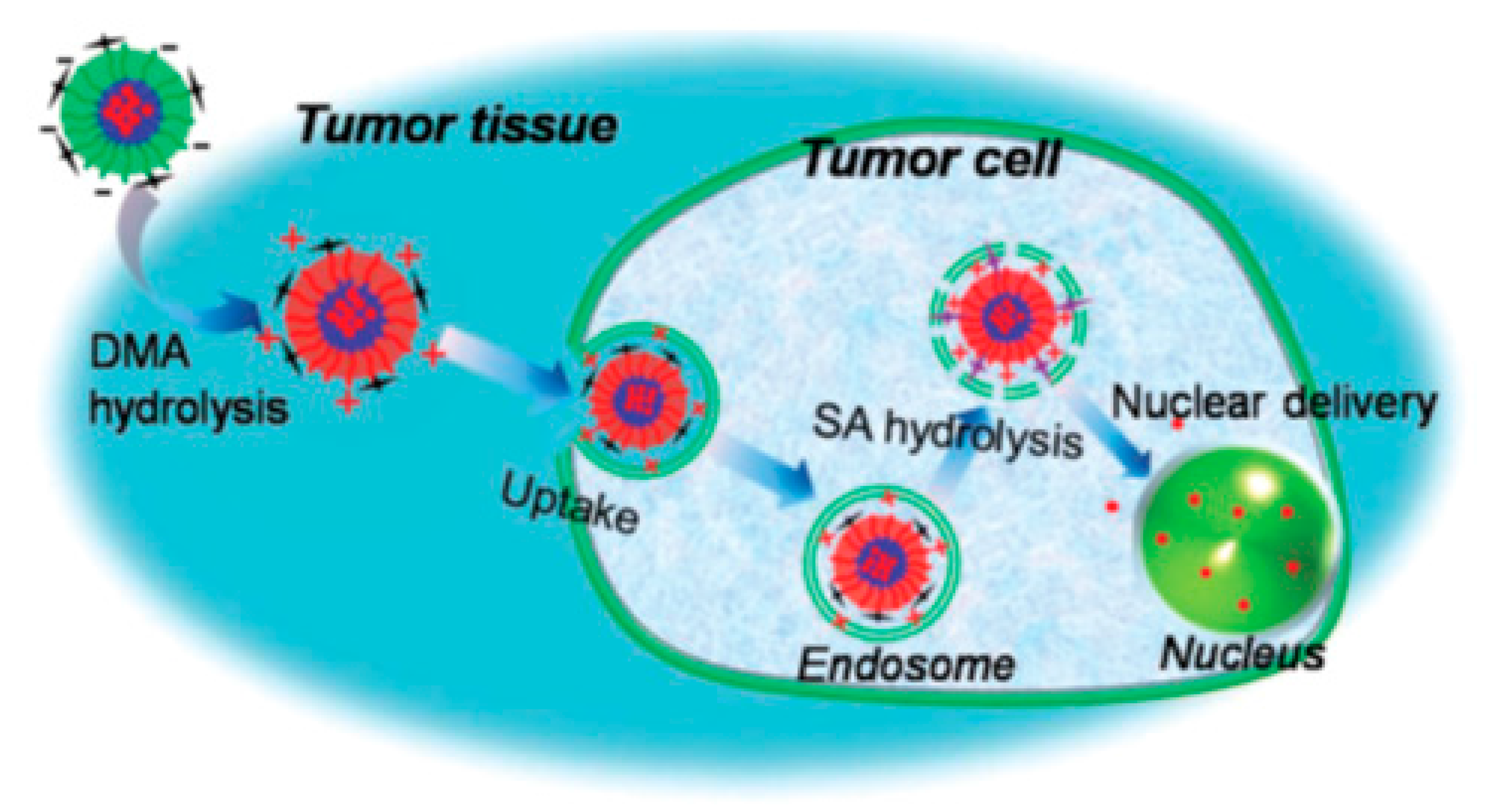 Polymers 09 00208 g015 550