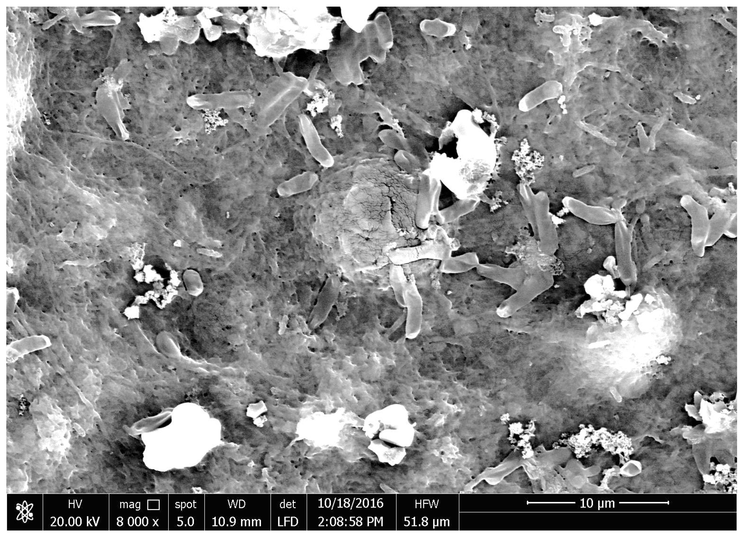 Polymers 09 00335 g008