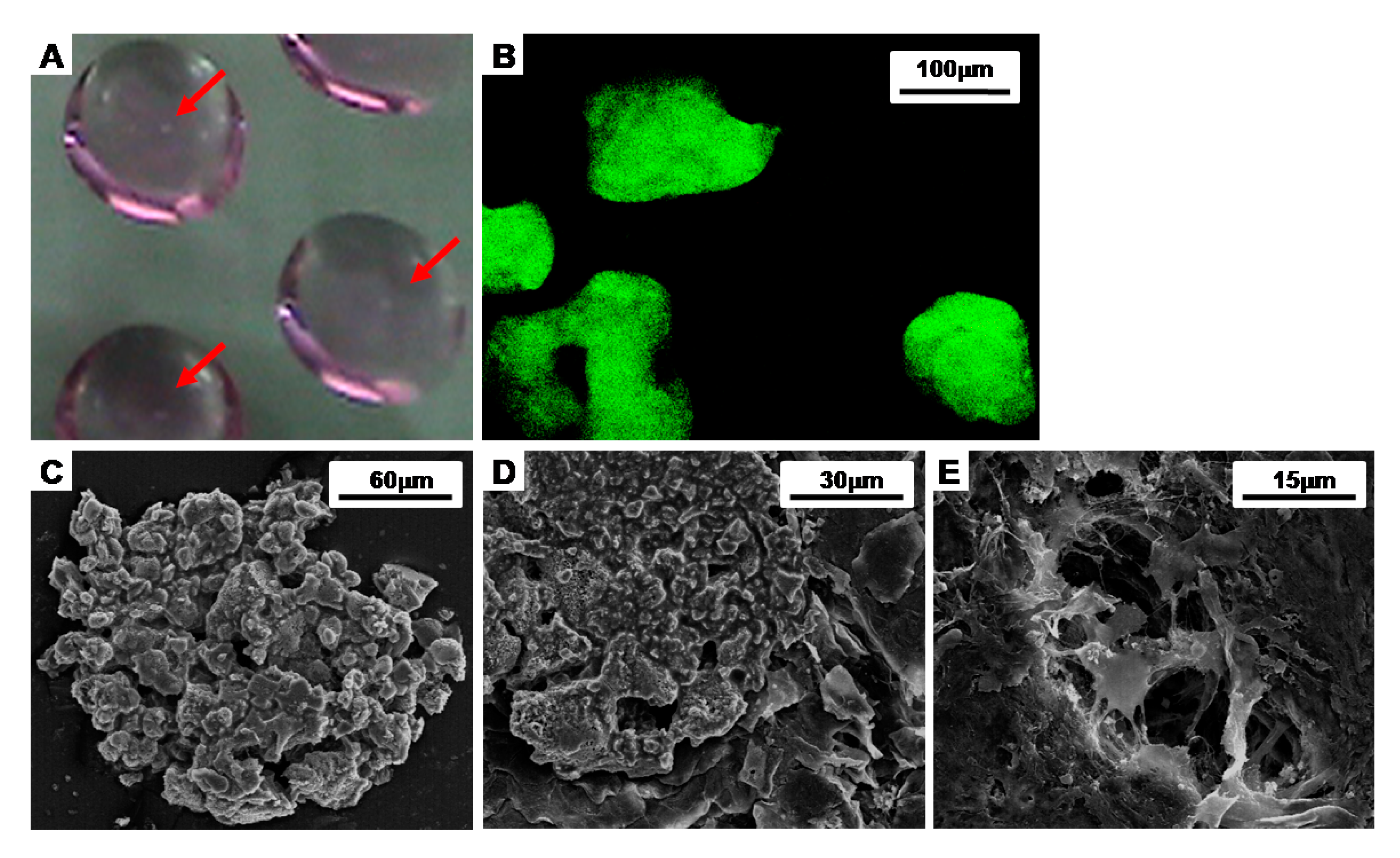 Polymers 09 00348 g002