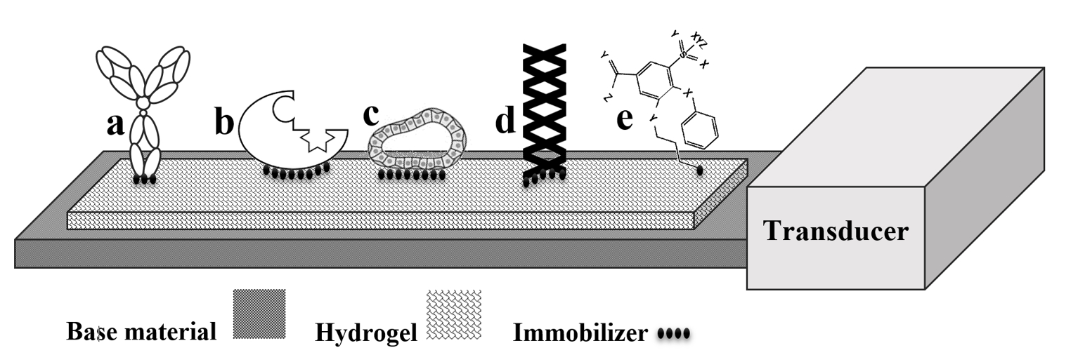 Polymers Free FullText Hydrogel Based Sensors for Biomedical
