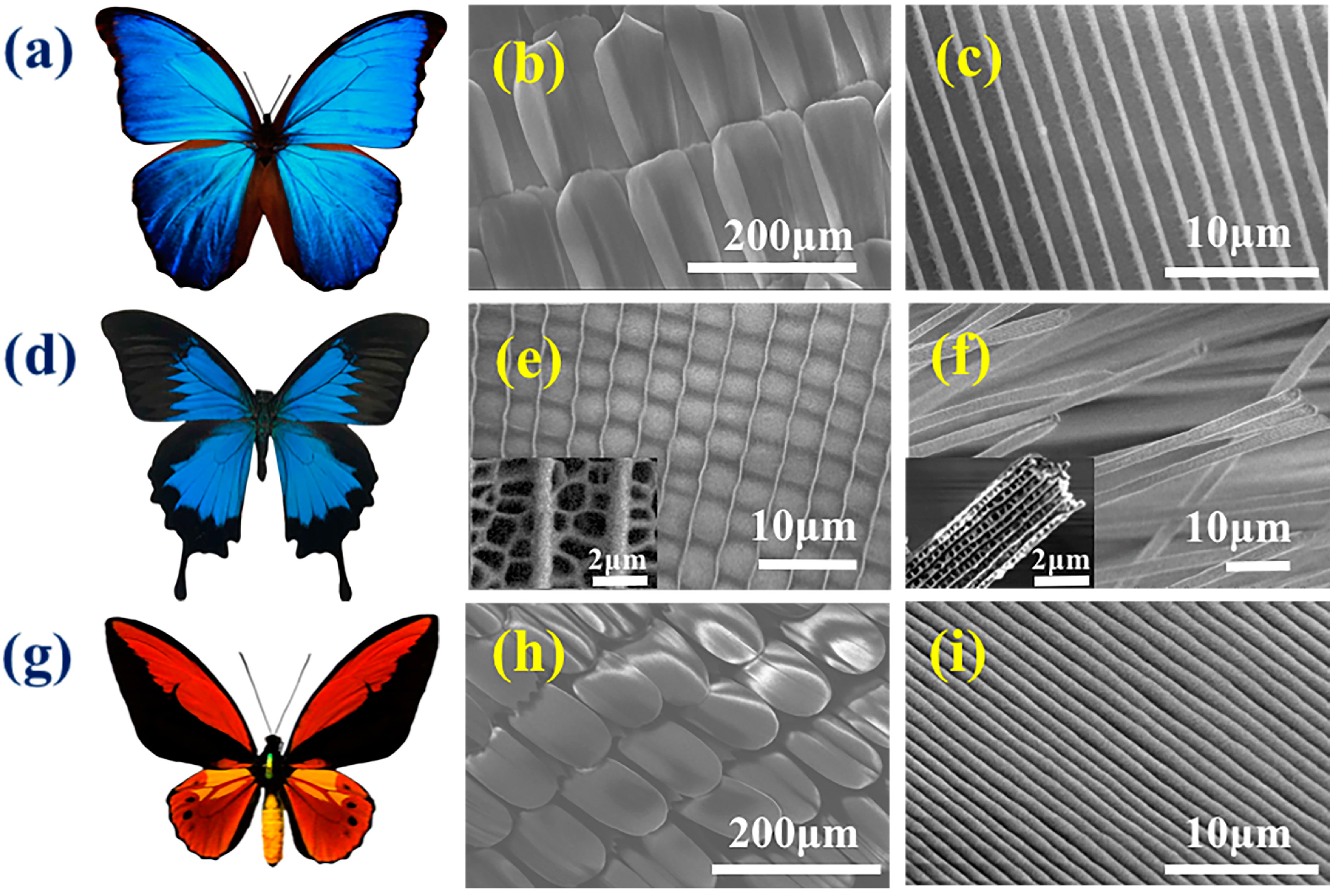 Polymers | Free Full-Text | Chitin-Based Anisotropic ... types of engineering diagram 