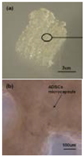 Polymers 09 00401 i007