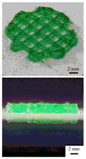 Polymers 09 00401 i018