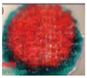 Polymers 09 00401 i019