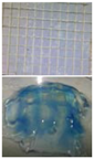 Polymers 09 00401 i021