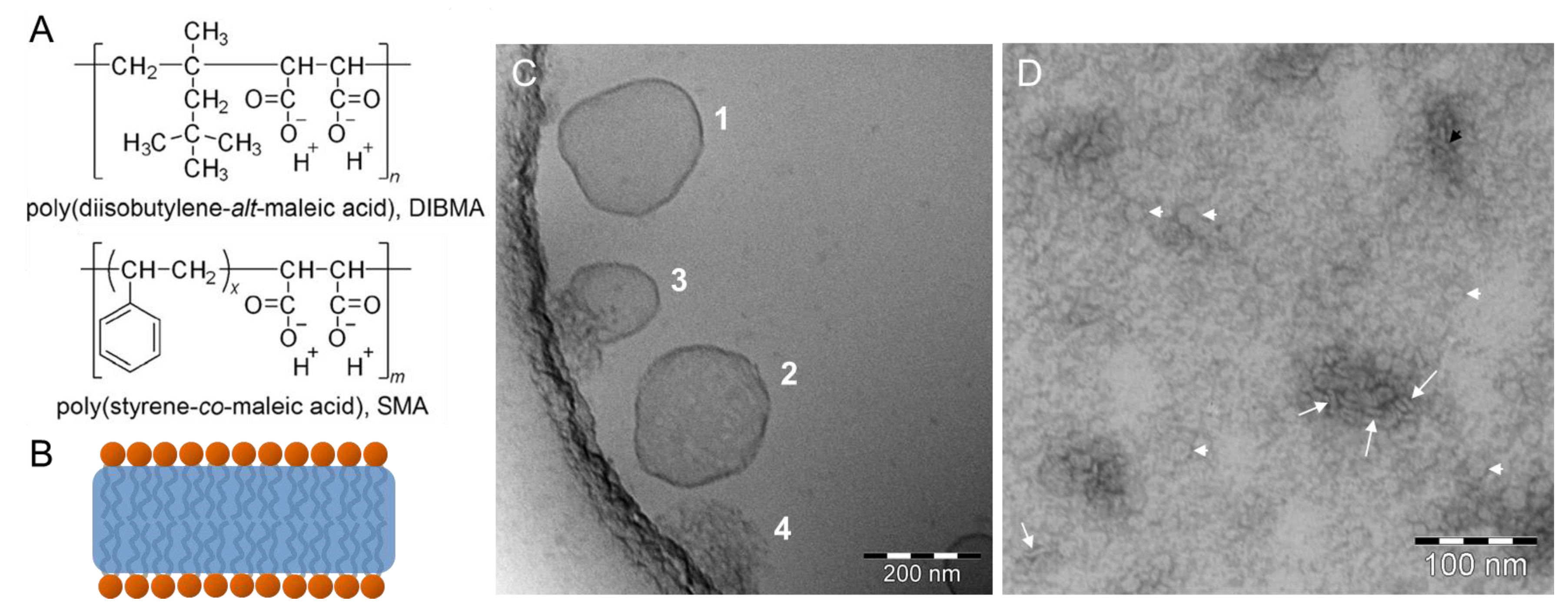 Polymers Free Full Text Cryo Transmission Electron Microscopy Of Phospholipid Model Membranes Interacting With Amphiphilic And Polyphilic Molecules Html
