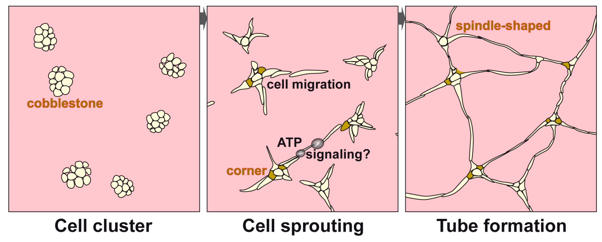 Polymers 09 00575 g001 550