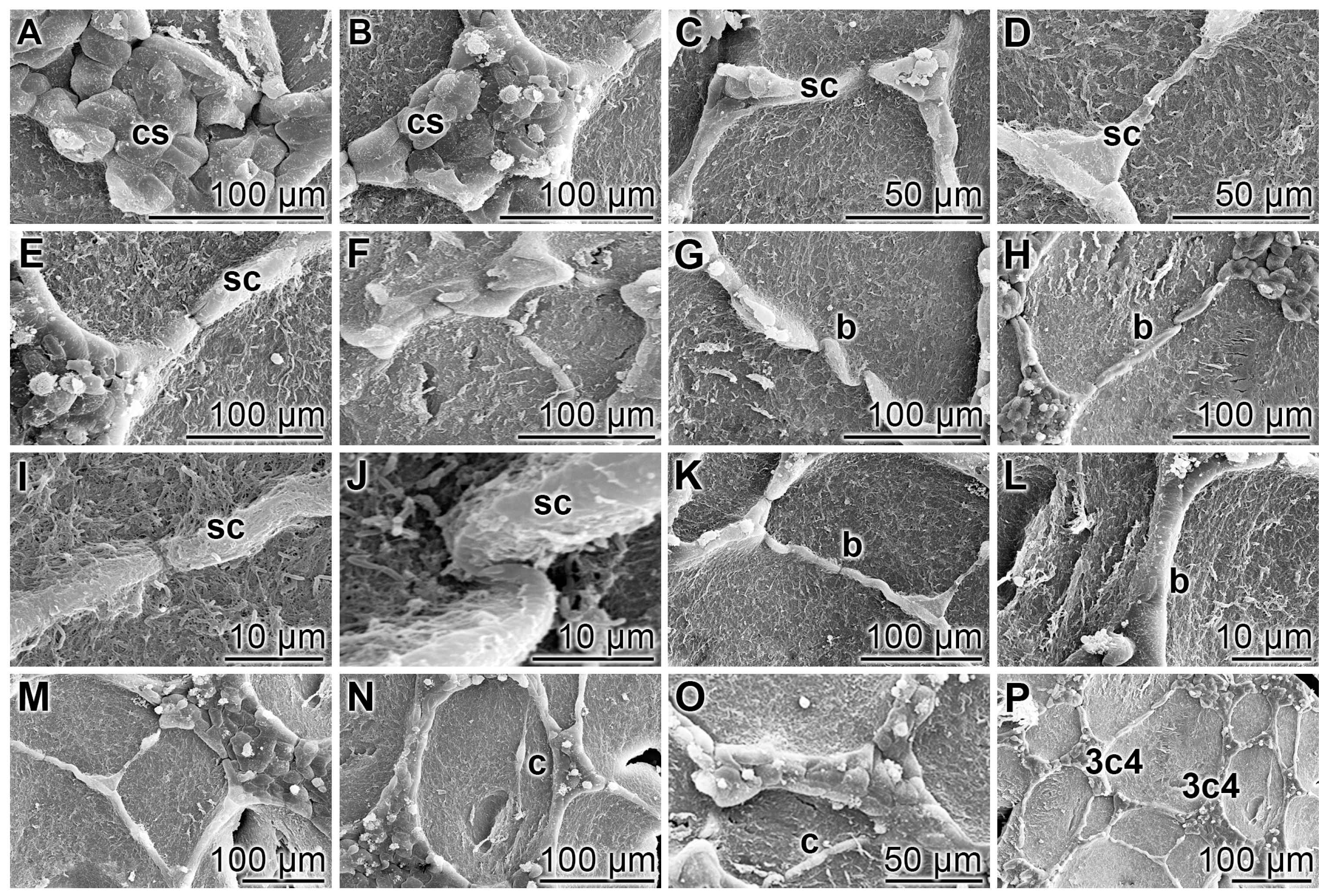 Polymers 09 00575 g002 550