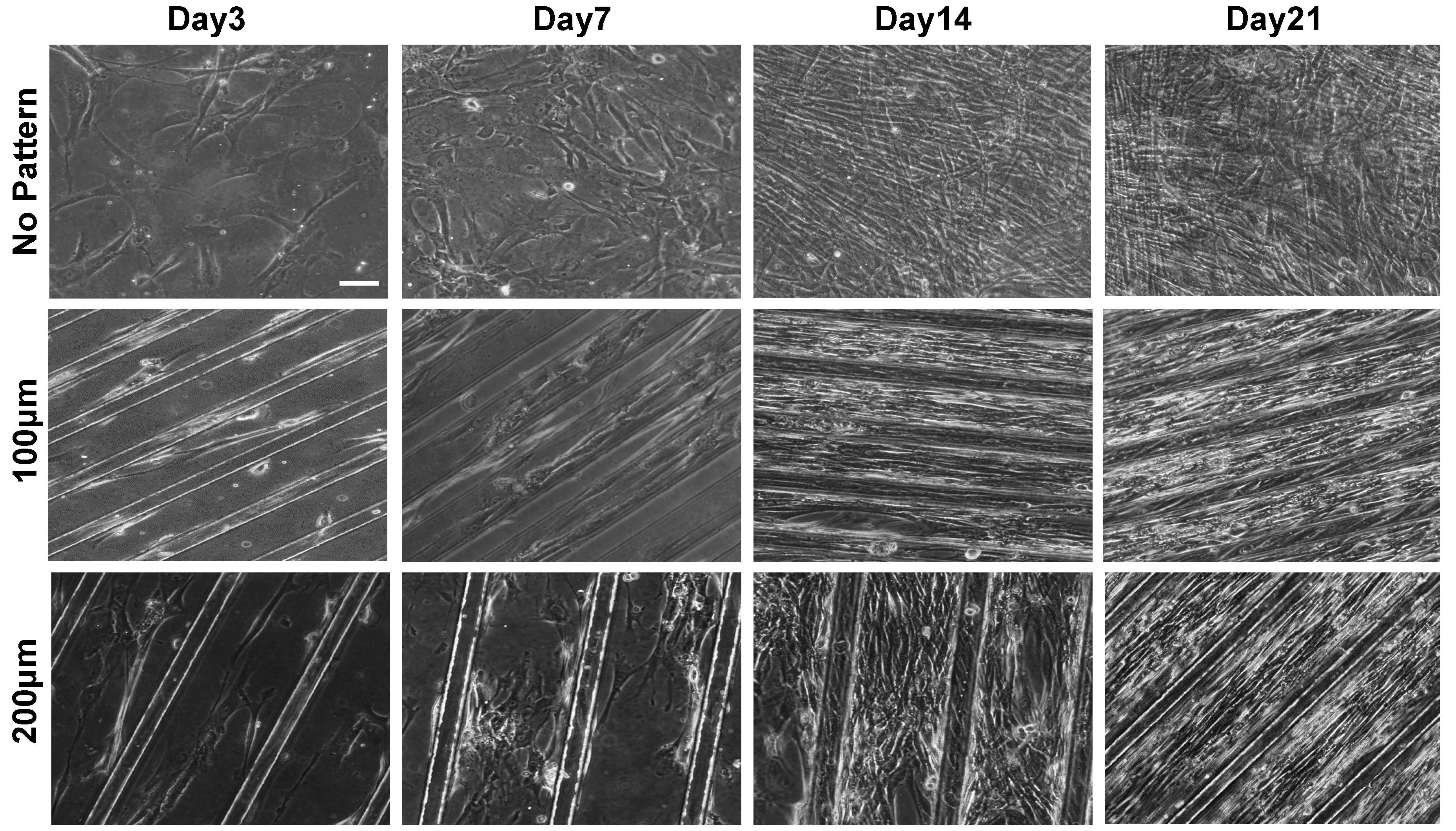 Polymers 09 00580 g002