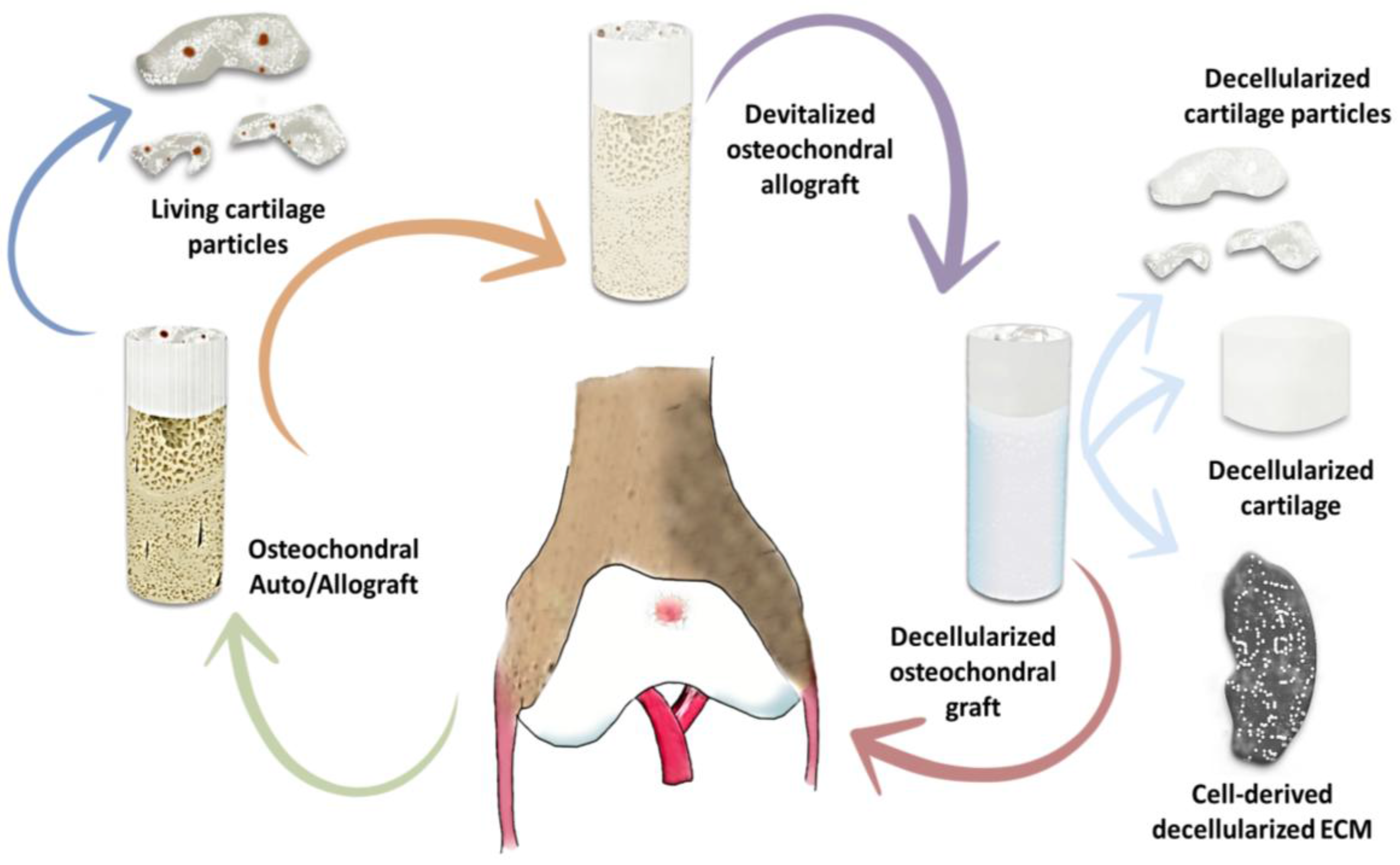 polymers free full text hydrogels for cartilage regeneration