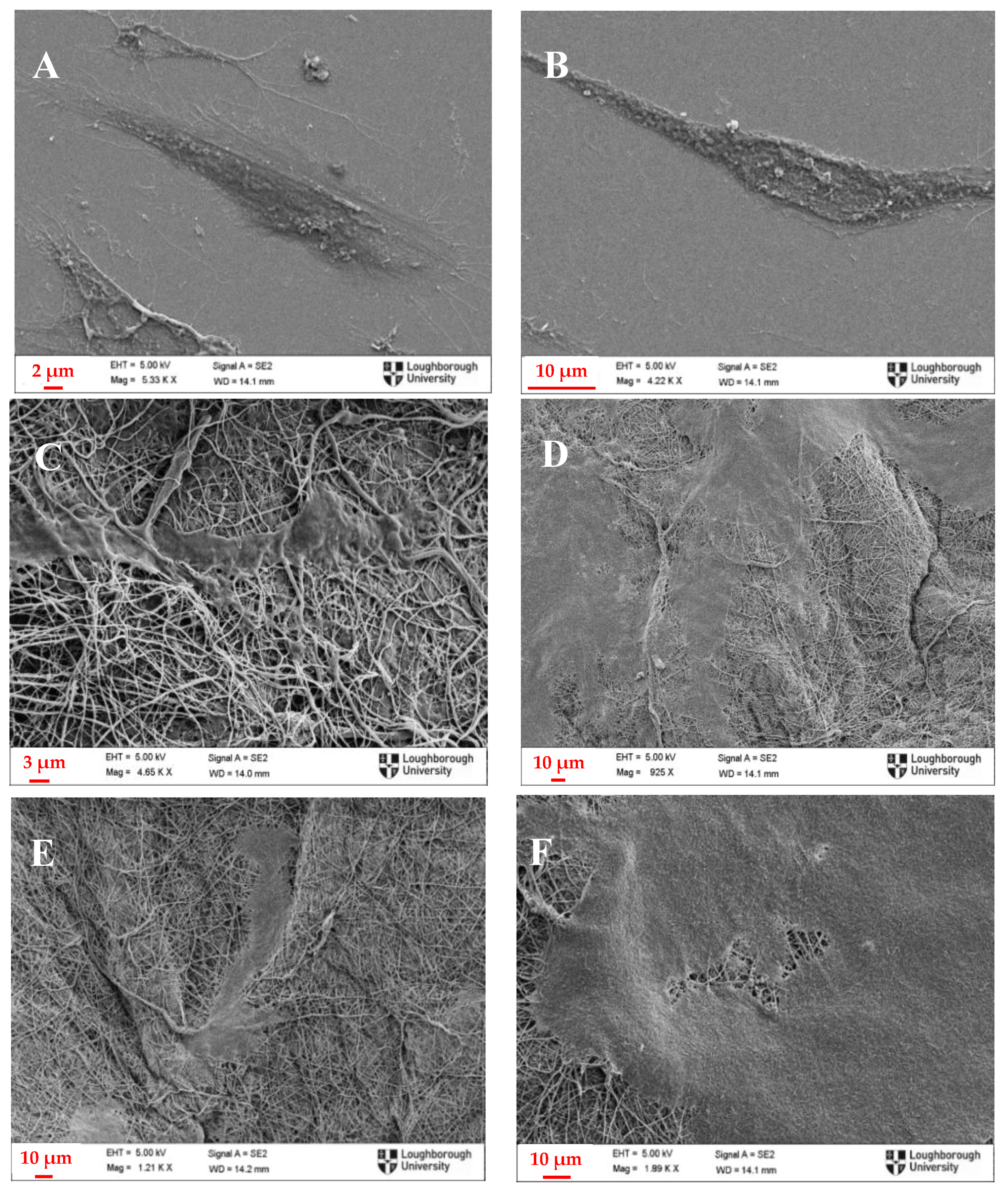 Polymers 09 00687 g008 Polymers 09 00687 g008