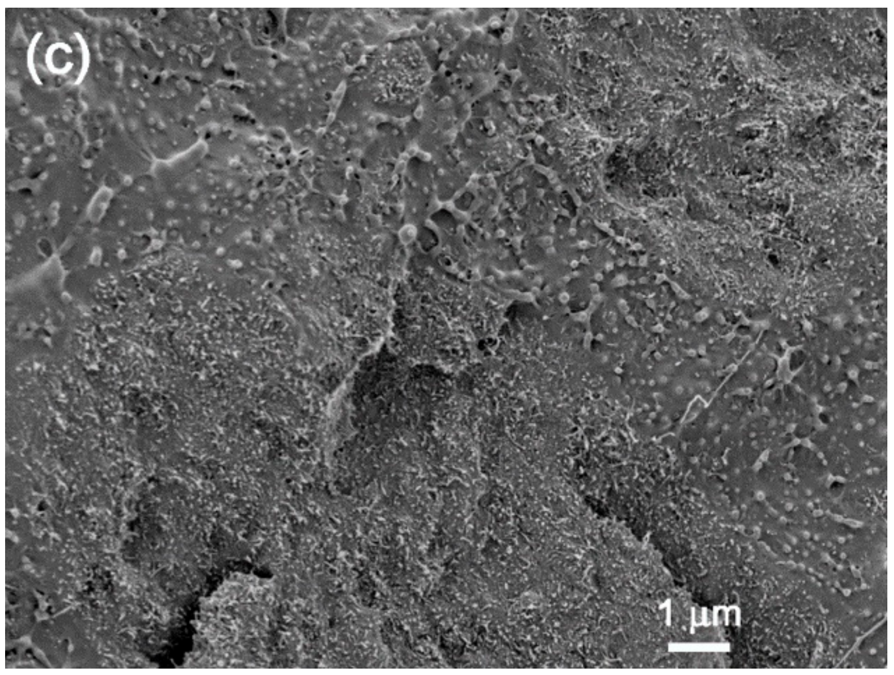 Polymers 09 00709 g007b 550