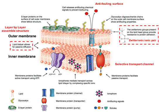 Polymers Free Full Text Recent Advances In The Fabrication Of Membranes Containing Ion Pairs For Nanofiltration Processes Html