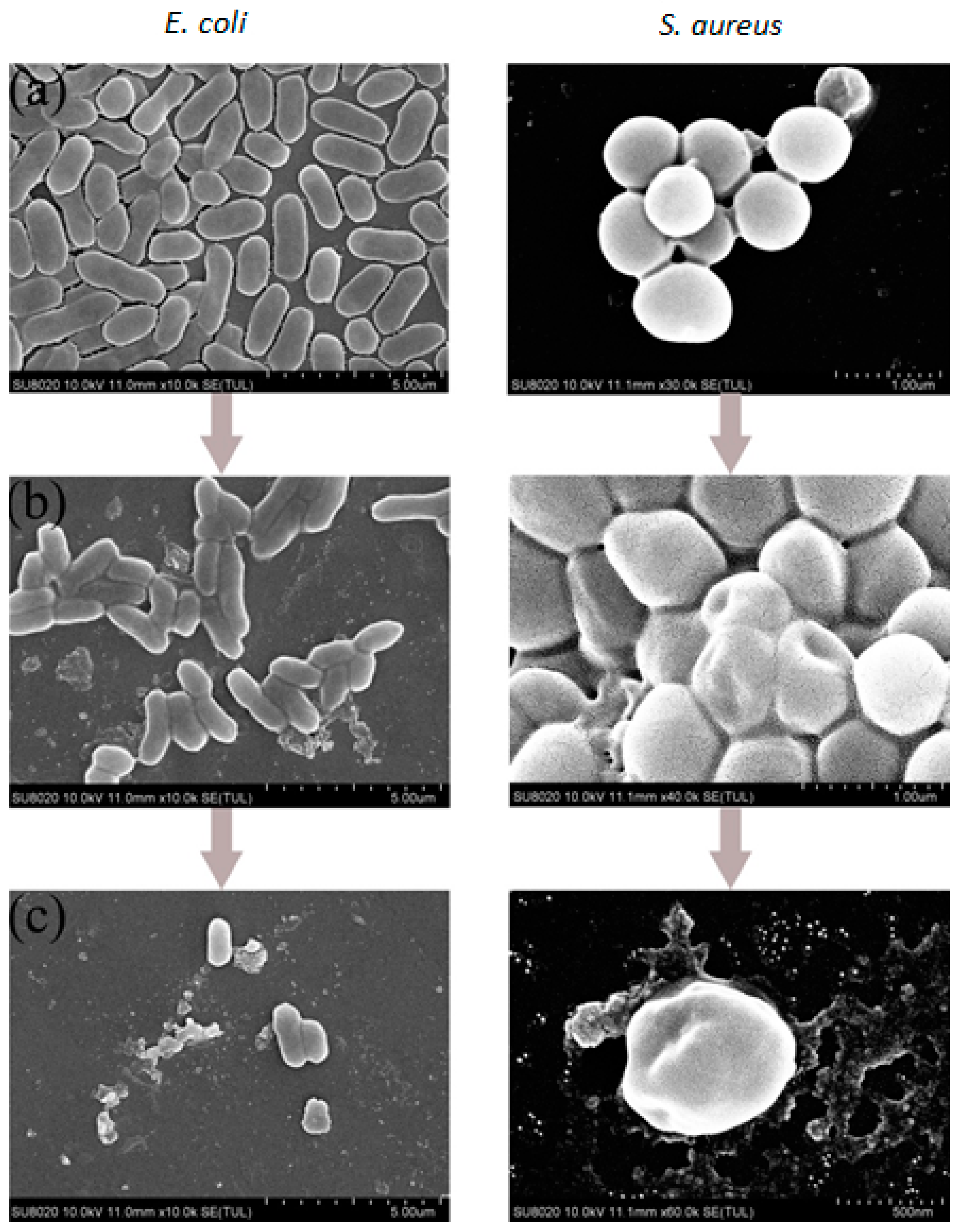 Polymers 09 00717 g004 Polymers 09 00717 g004