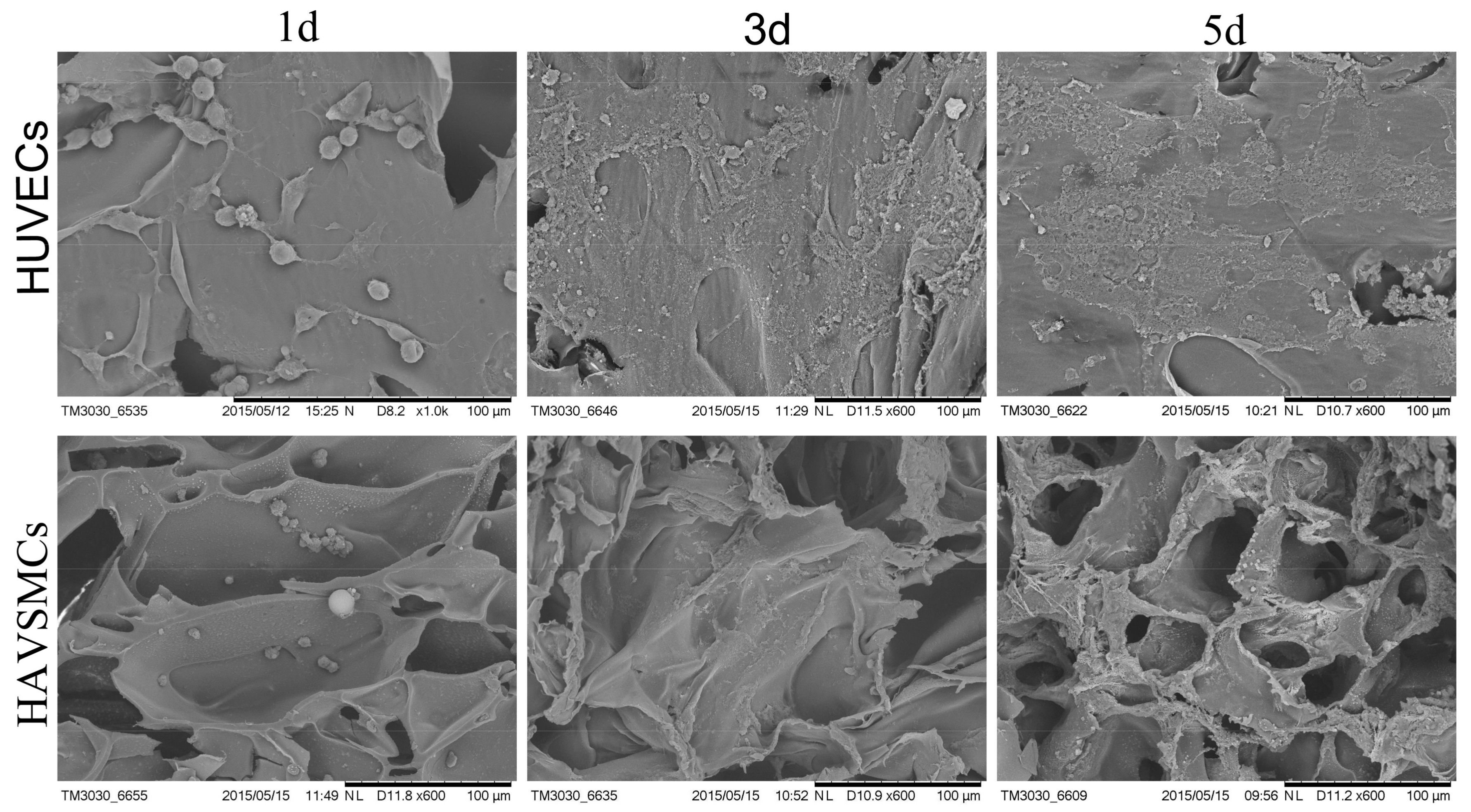 Polymers 10 00039 g004 Polymers 10 00039 g004