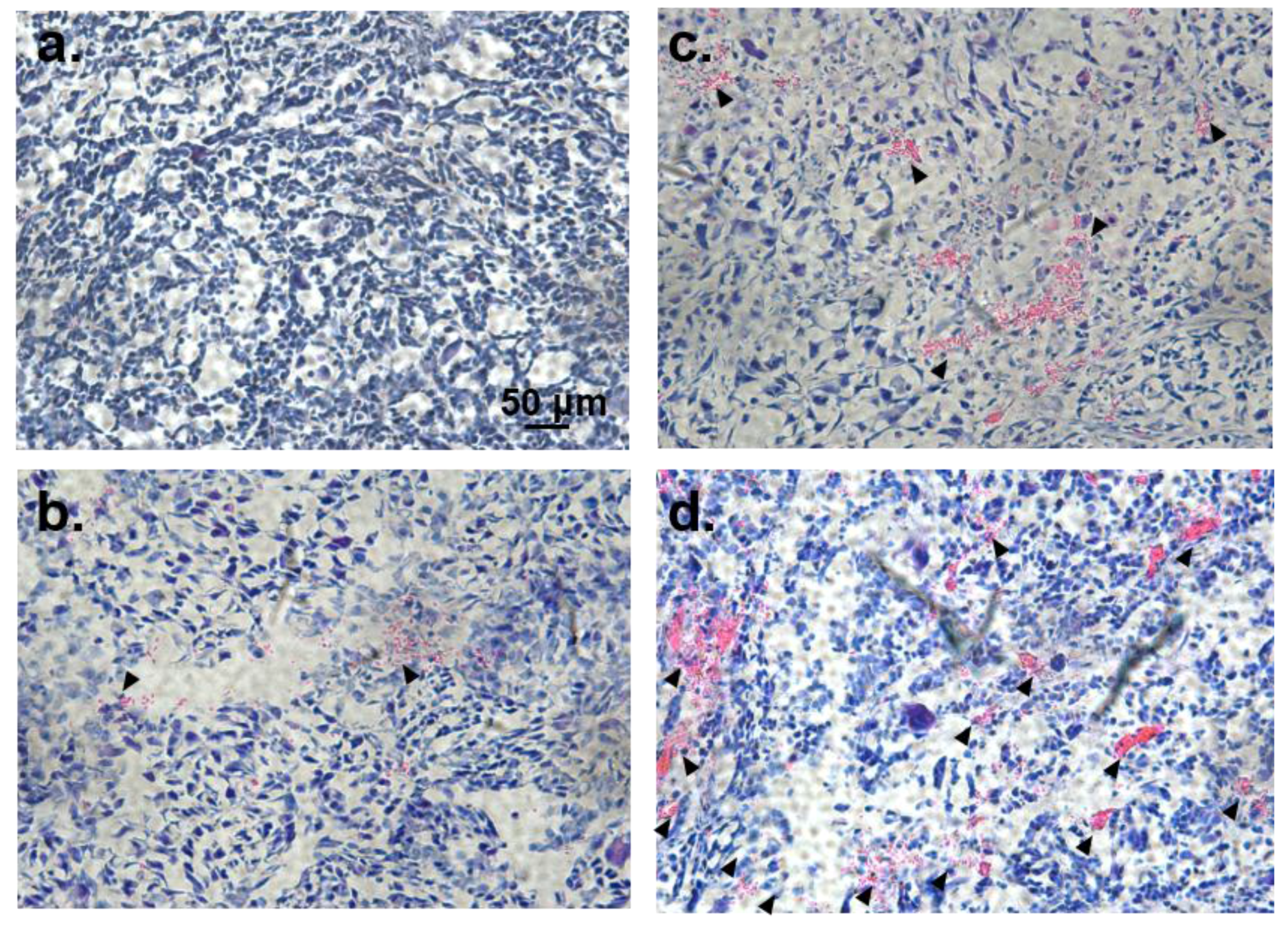 Polymers 10 00089 g011