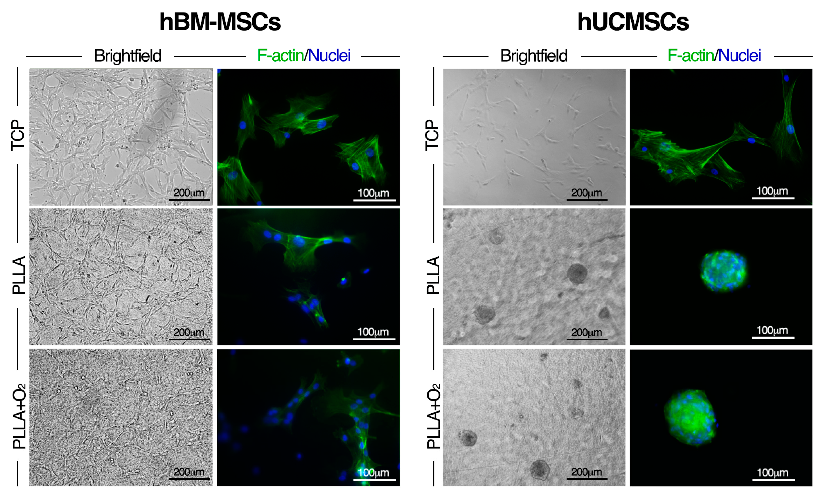 Polymers 10 00140 g007
