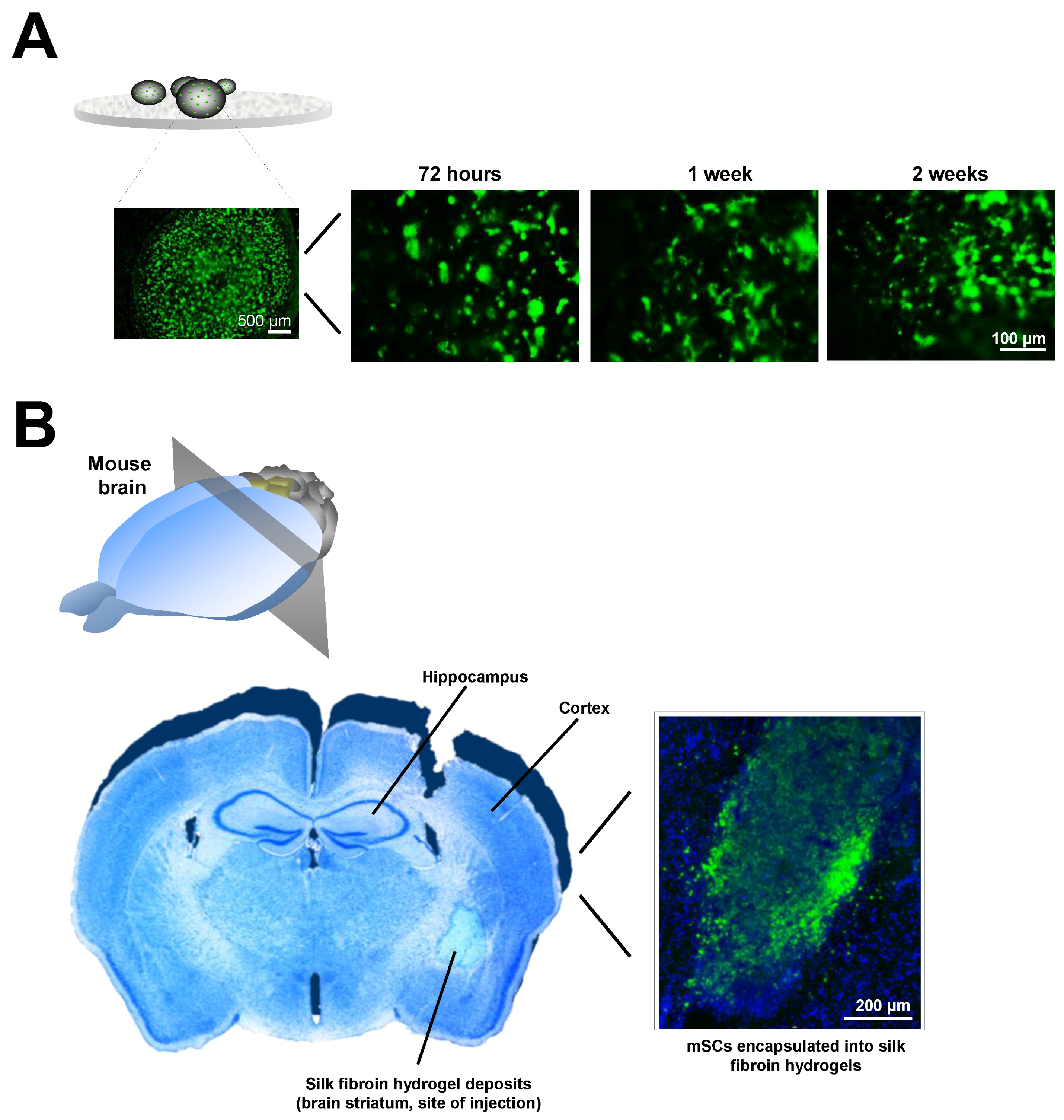 Polymers 10 00184 g004 Polymers 10 00184 g004