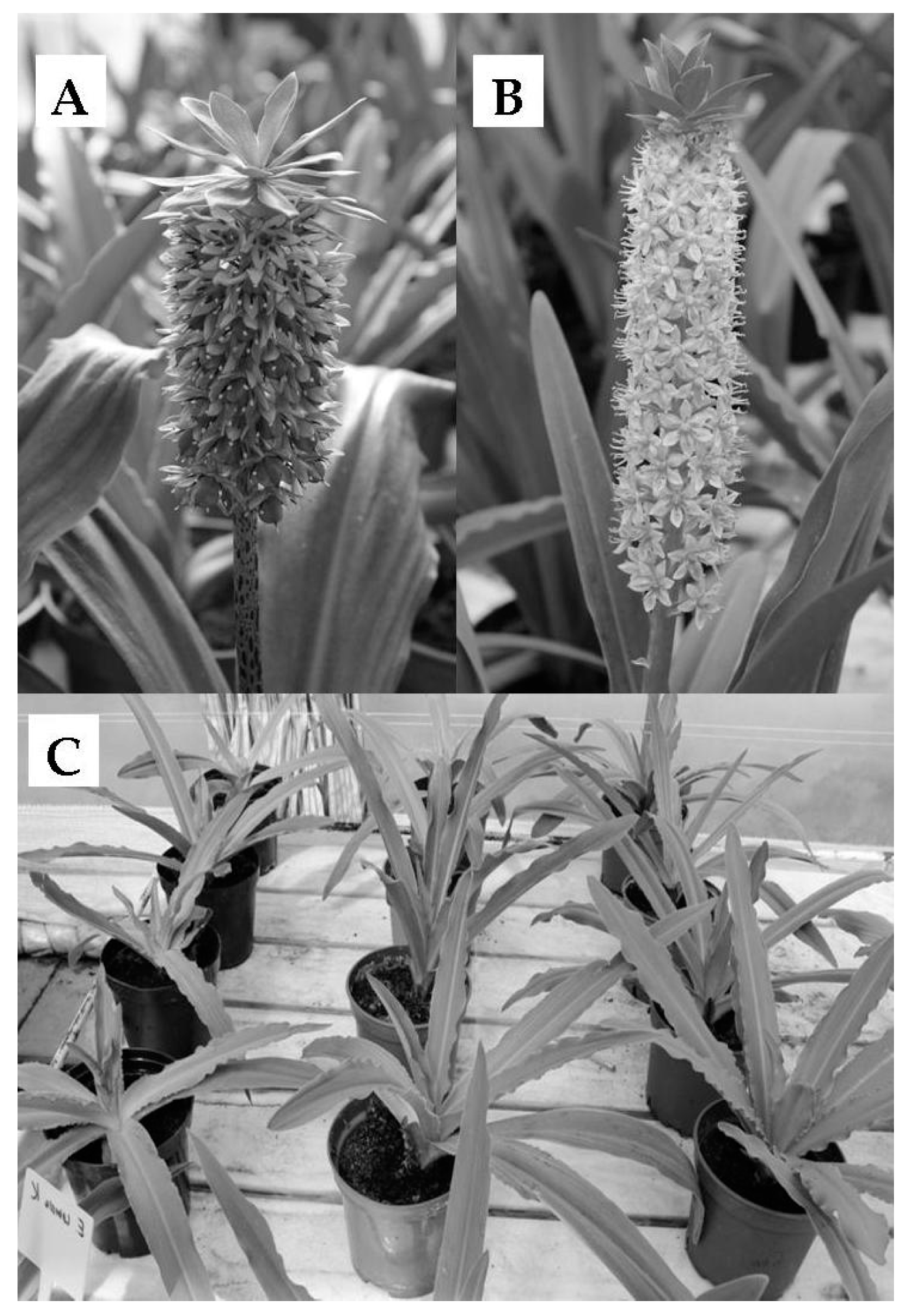 Polymers 10 00242 g003