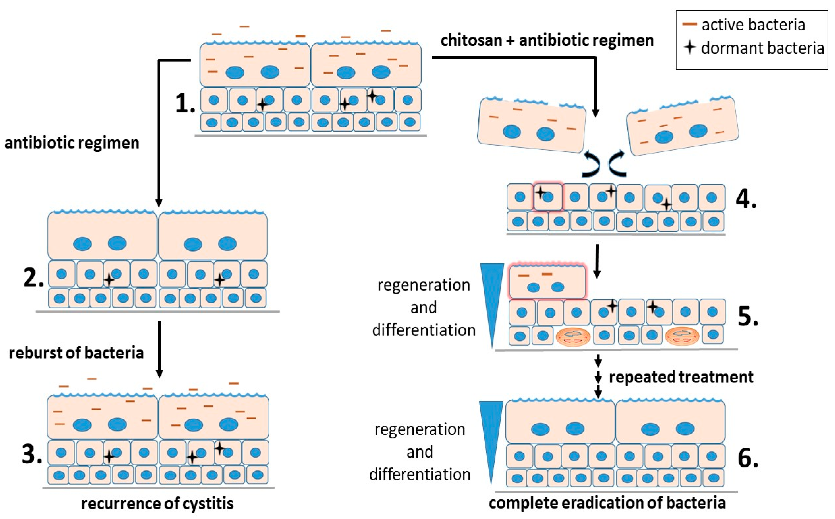Polymers 10 00265 g005