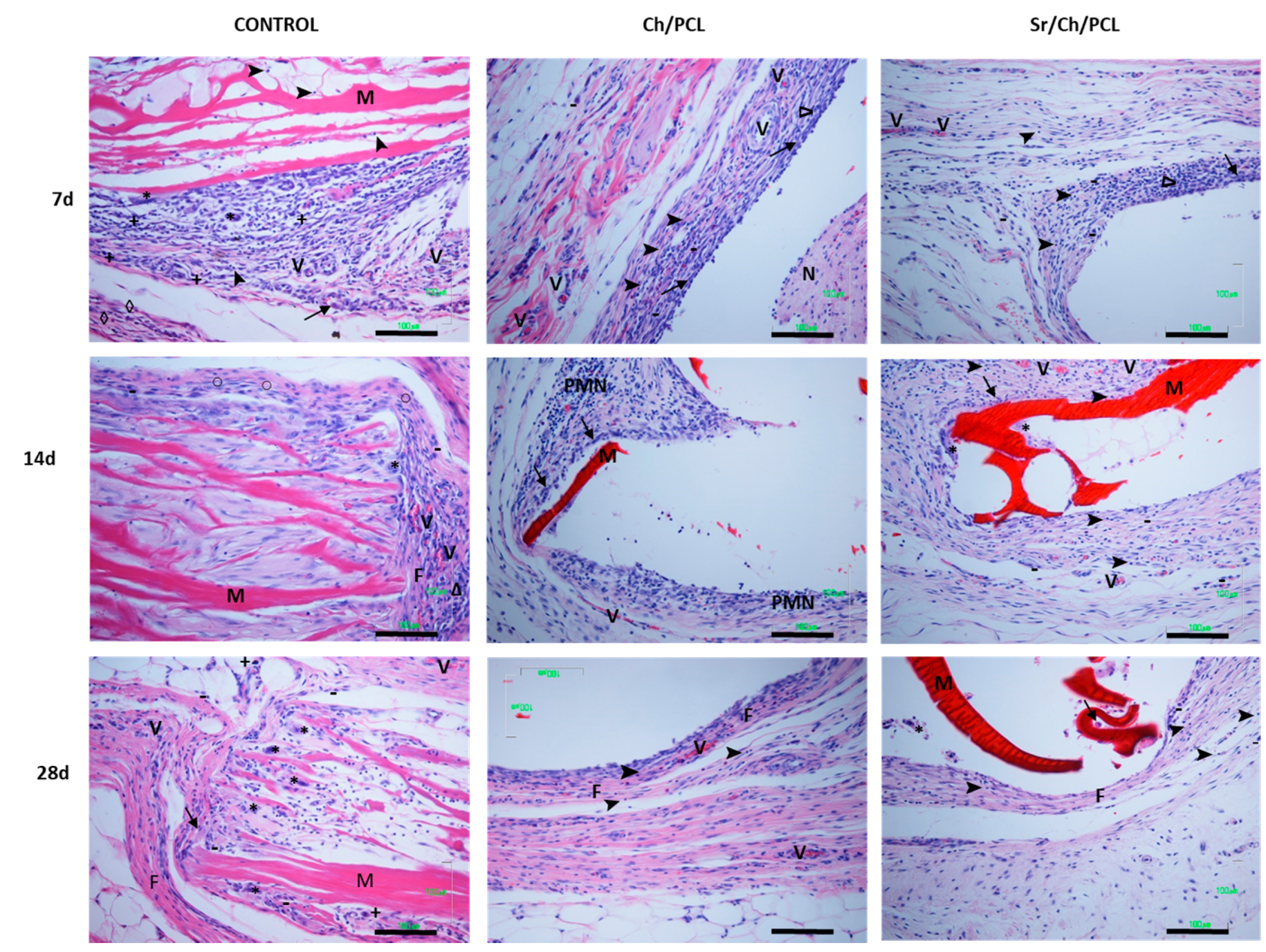 Polymers 10 00279 g011 Polymers 10 00279 g011