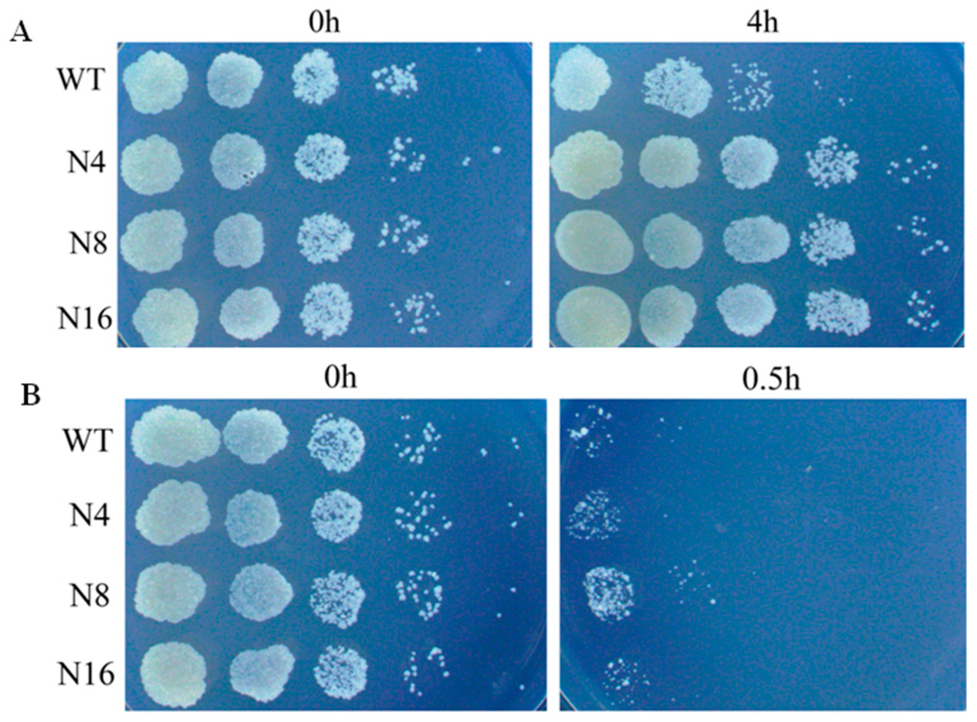 Polymers 10 00297 g004 Polymers 10 00297 g004
