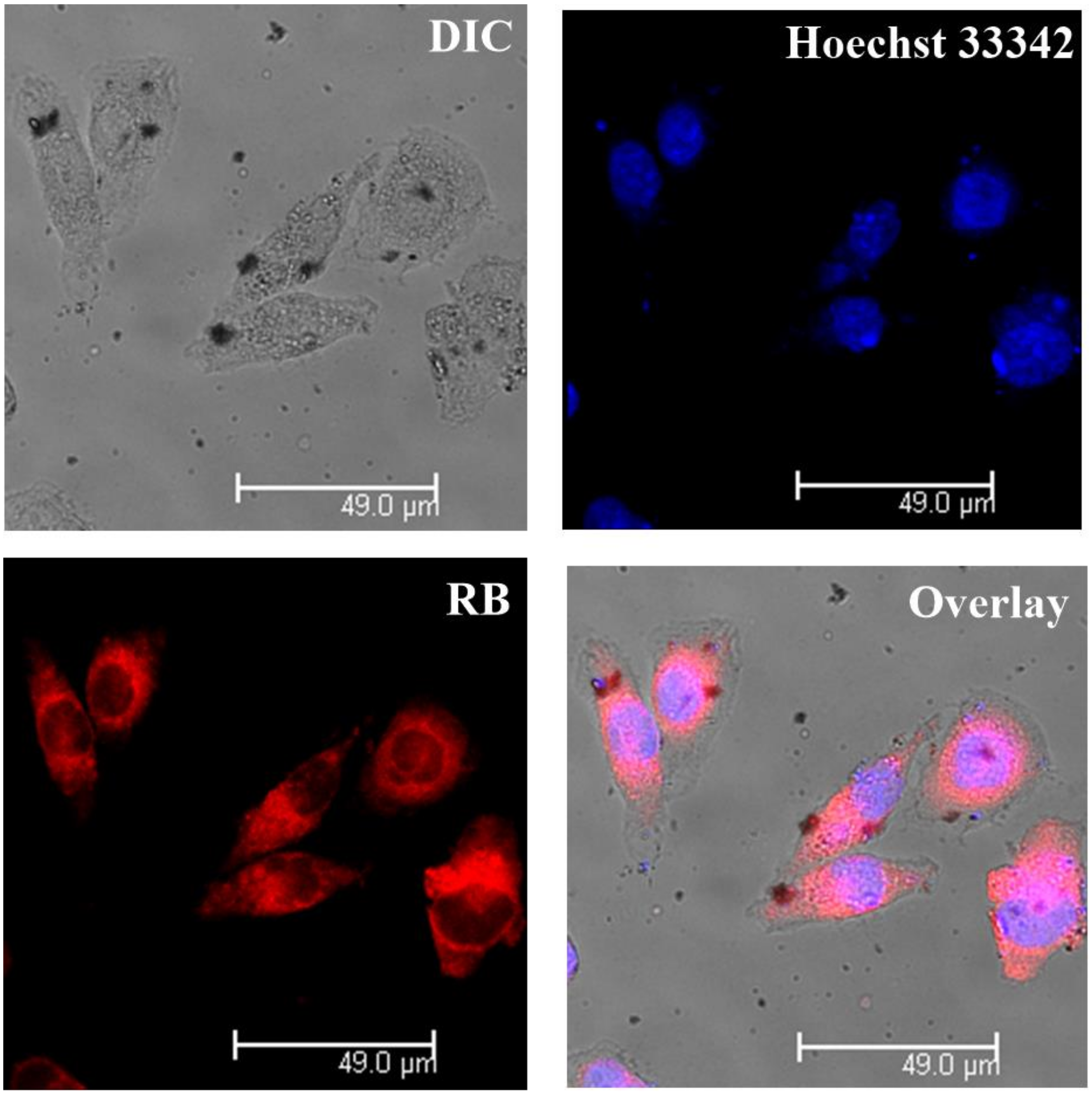 Polymers 10 00379 g006