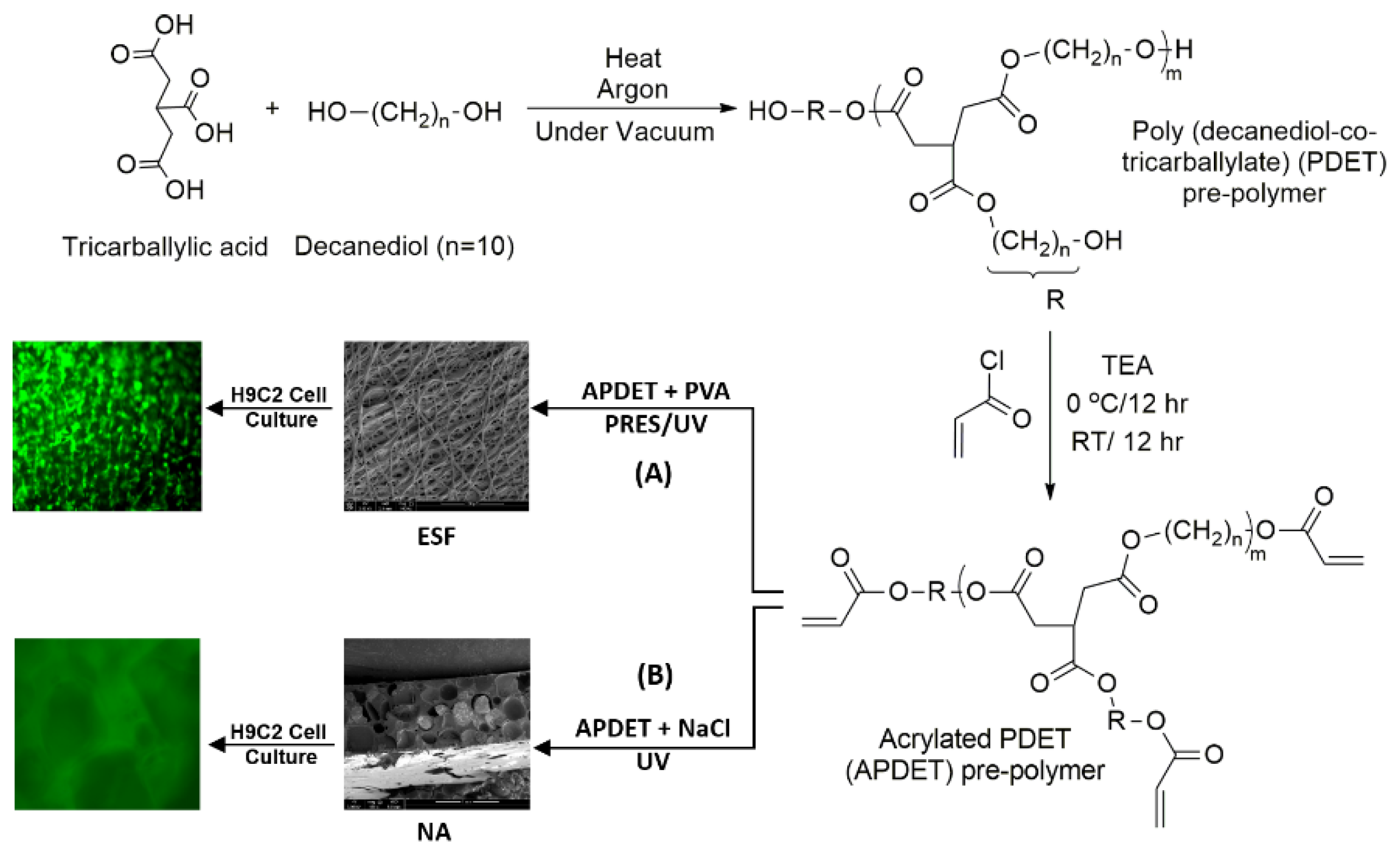 Polymers 10 00455 g001 550