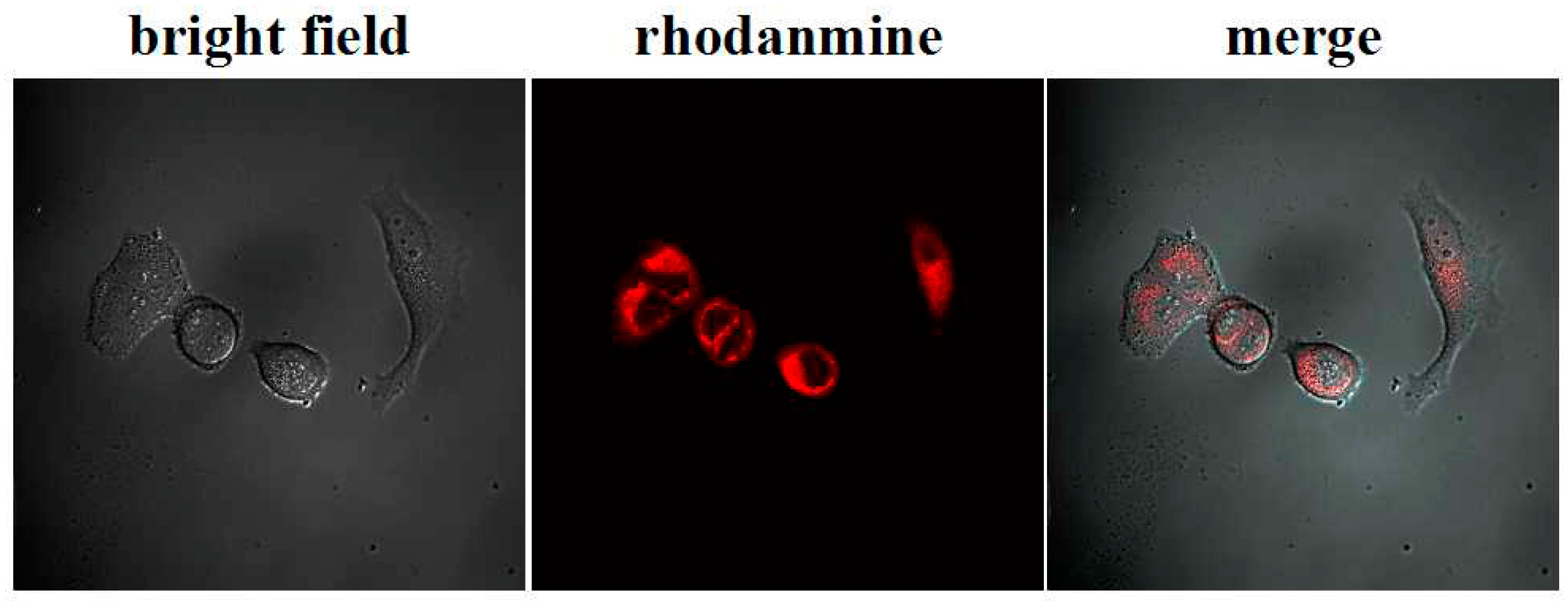 Polymers 10 00476 g007 550