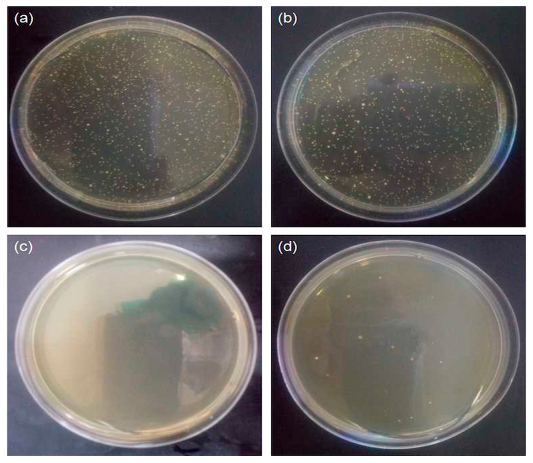 Polymers 10 00495 g009