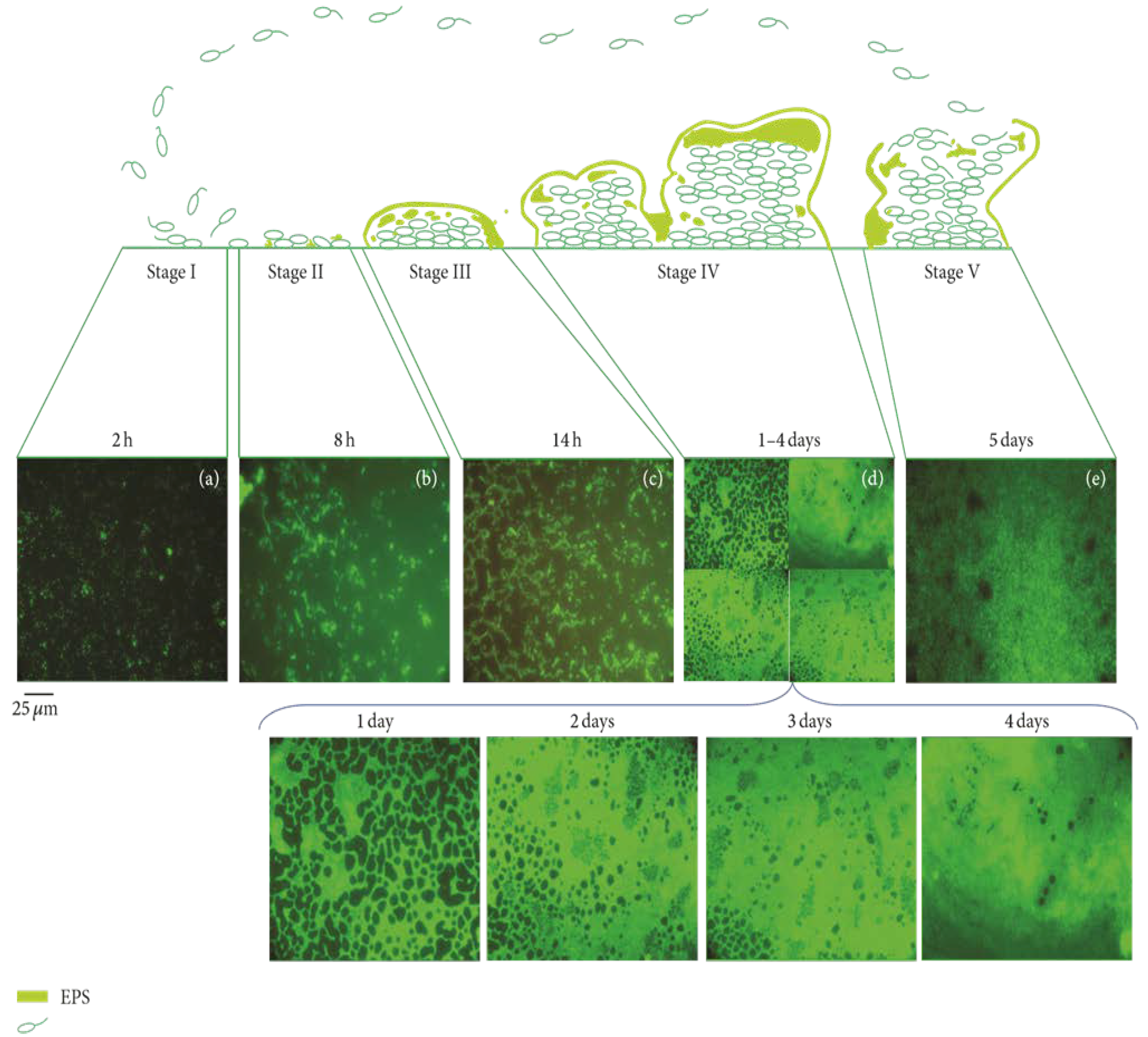 Polymers 10 00515 g001