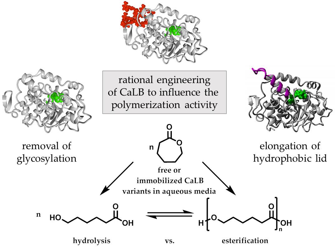 Polymers Free FullText Comparison of Candida antarctica Lipase B Variants for Conversion of