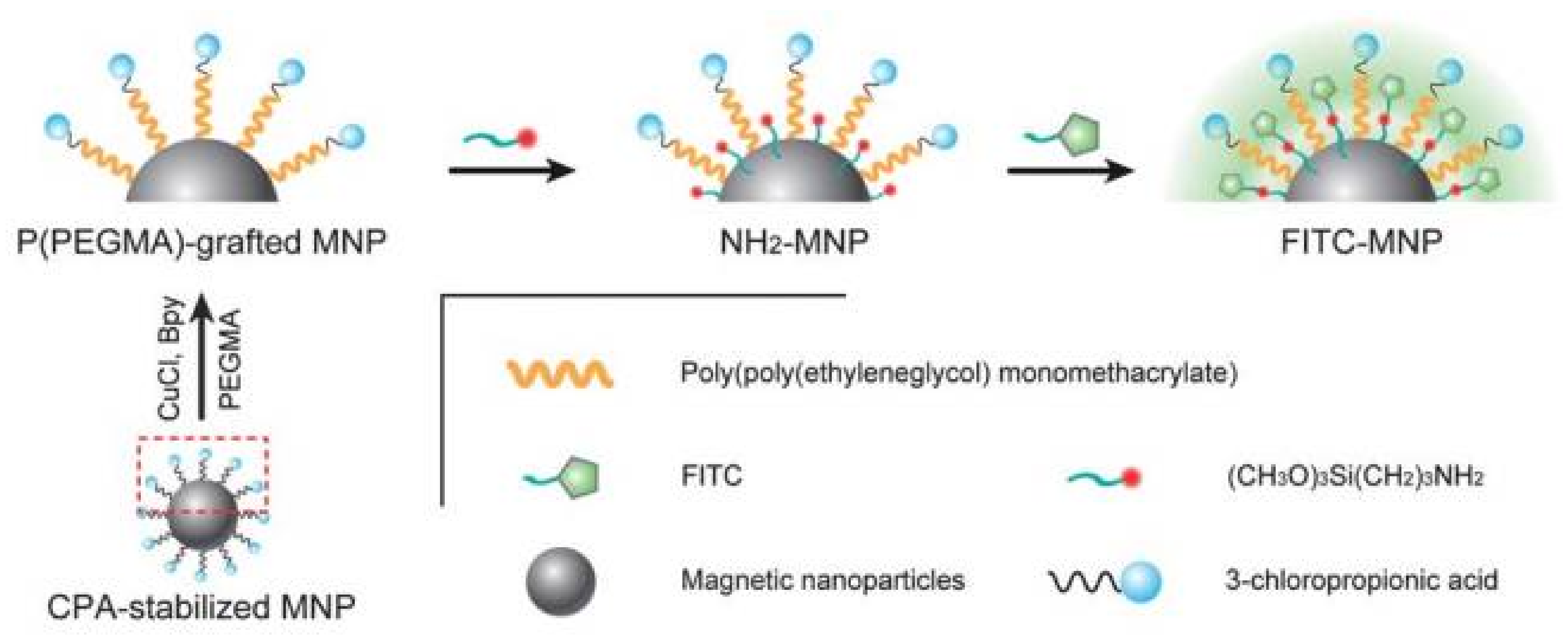 Polymers 10 00527 g006