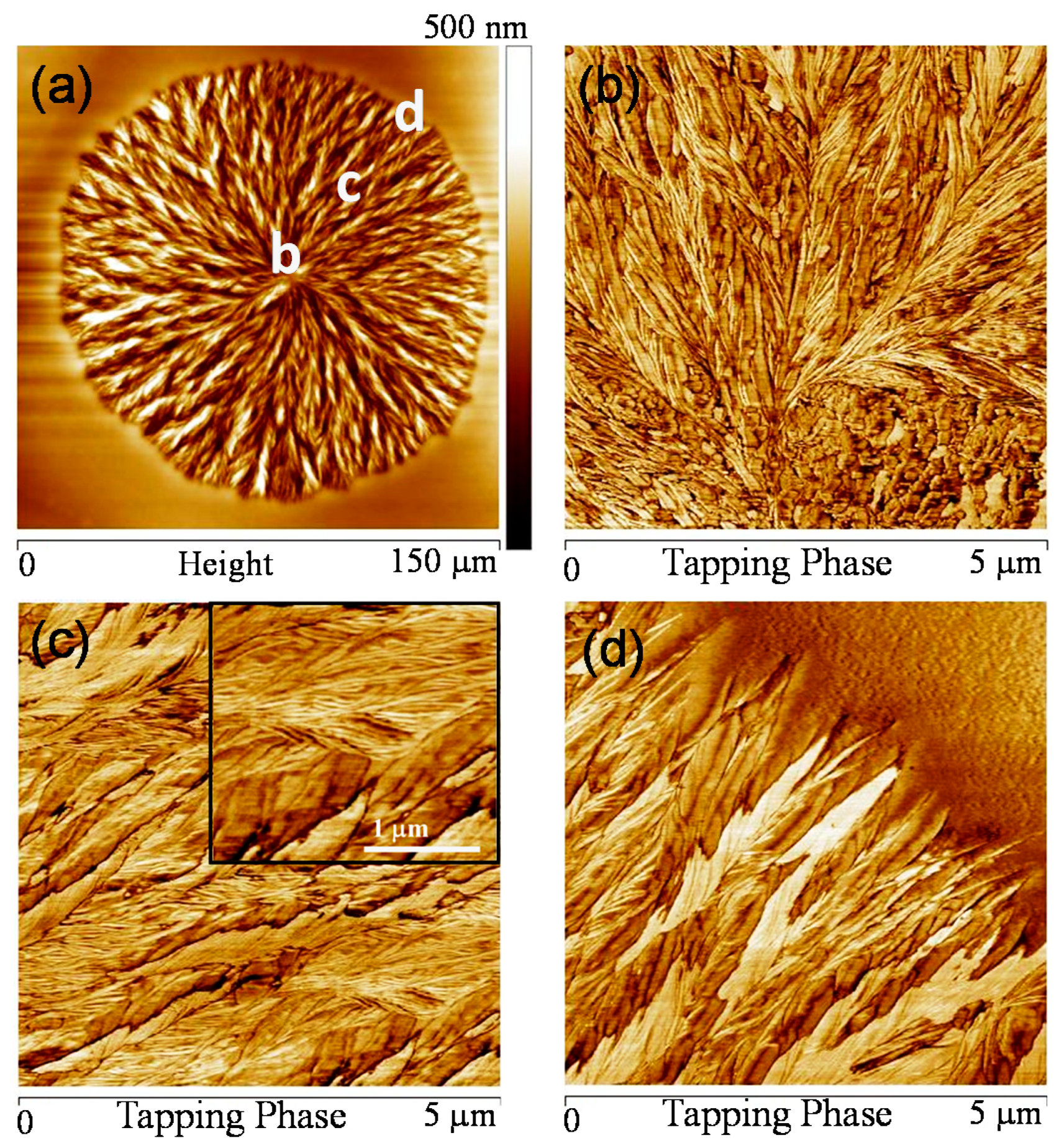 Polymers Free Full Text Lamellae Assembly In Dendritic Spherulites Of Poly L Lactic Acid Crystallized With Poly P Vinyl Phenol Html Polymers Free Full Text Lamellae Assembly In Dendritic Spherulites Of Poly L Lactic Acid Crystallized With Poly P Vinyl Phenol Html